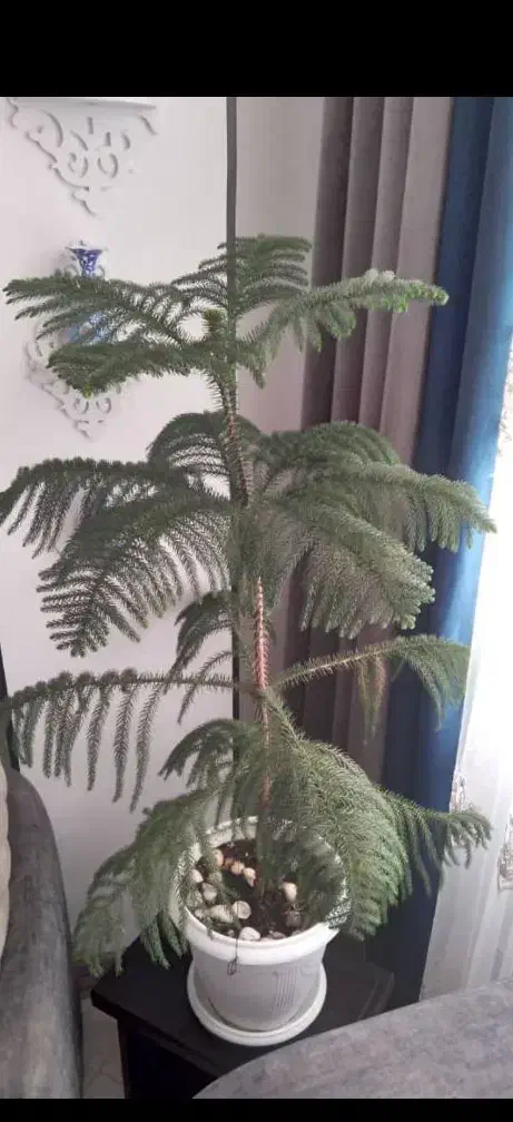 گل فروشی|گل و گیاه طبیعی|فولادشهر, مسکن مهر فولادشهر|دیوار