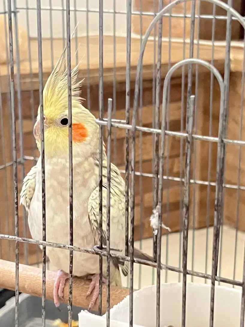 فروش عروس هلندی نر و بسیار باهوش به علت مهاجرت|پرنده|شیراز, معالی‌آباد|دیوار