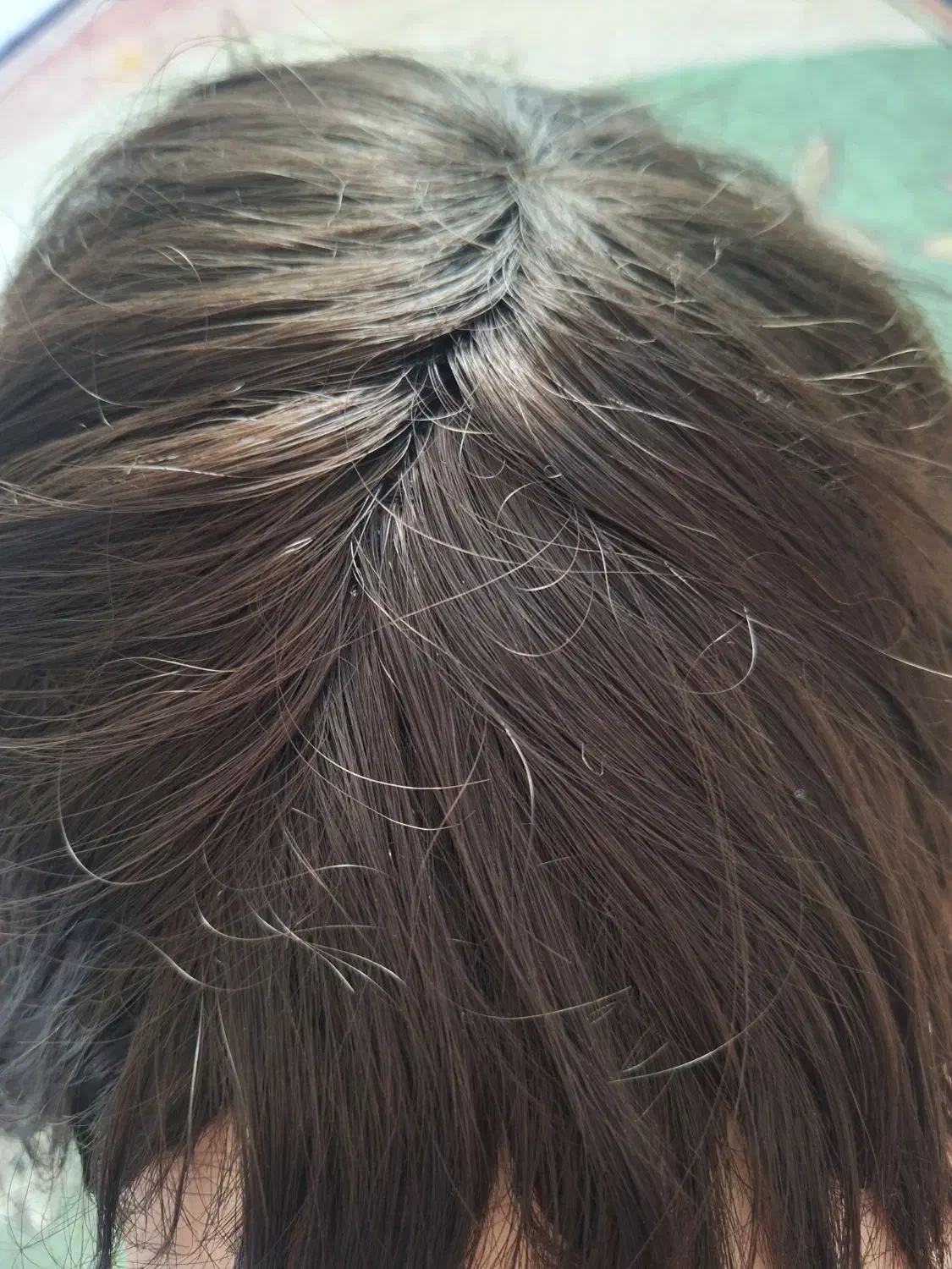 کلاه گیس|آرایشی، بهداشتی، درمانی|رشت, کاکتوس|دیوار