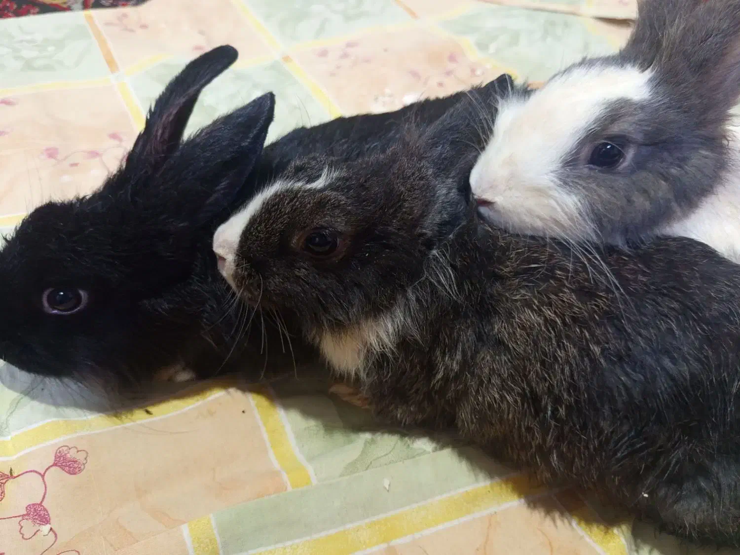 فروش خرگوش|موش و خرگوش|پلدشت, |دیوار