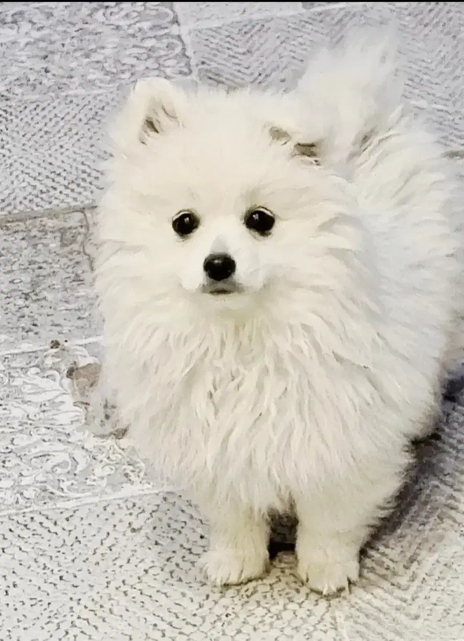 پامر چاپانیز|حیوانات|اصفهان, شاه پسند|دیوار