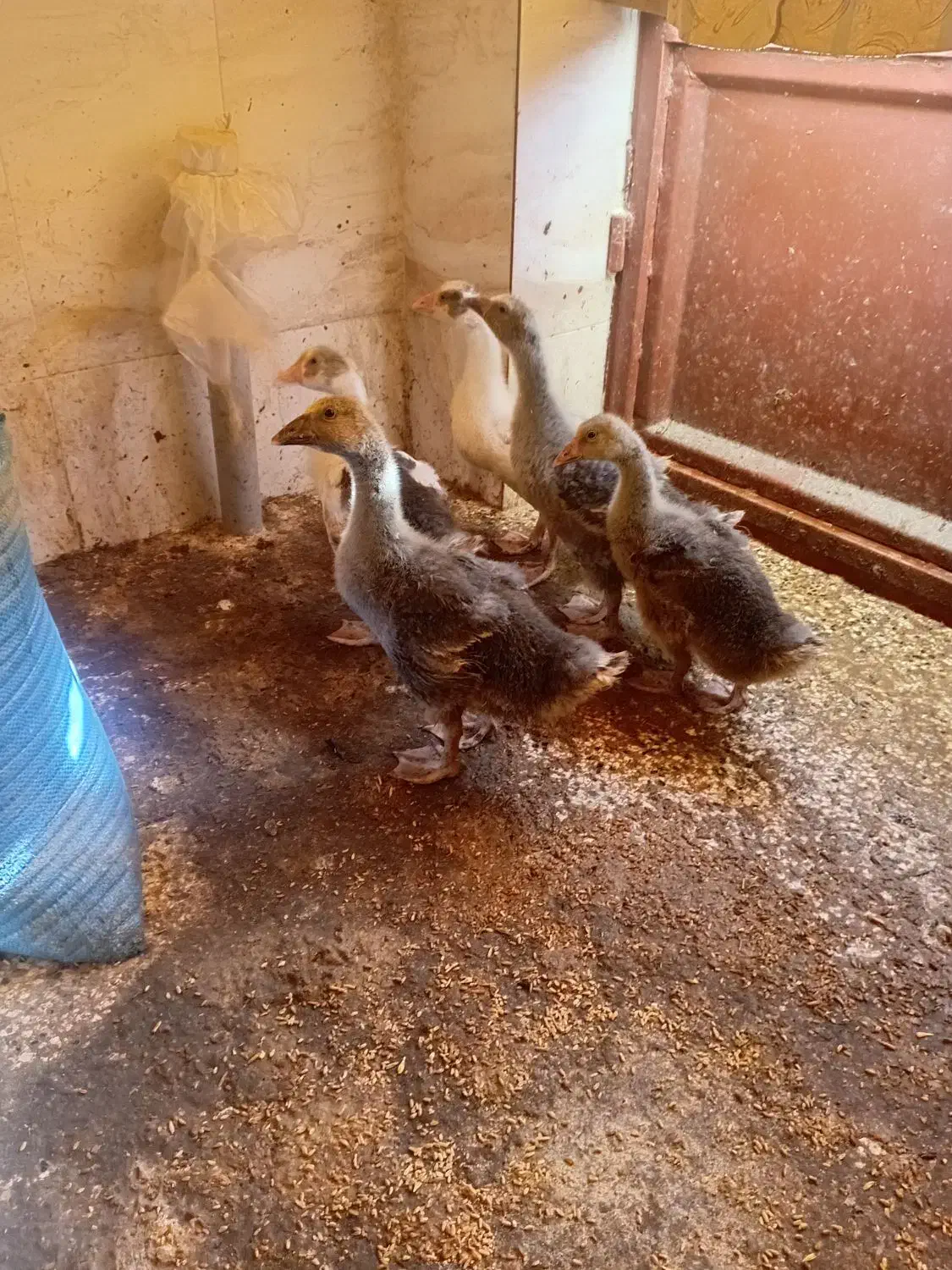 جوجه غاز محلی|حیوانات مزرعه|گمیشان, |دیوار