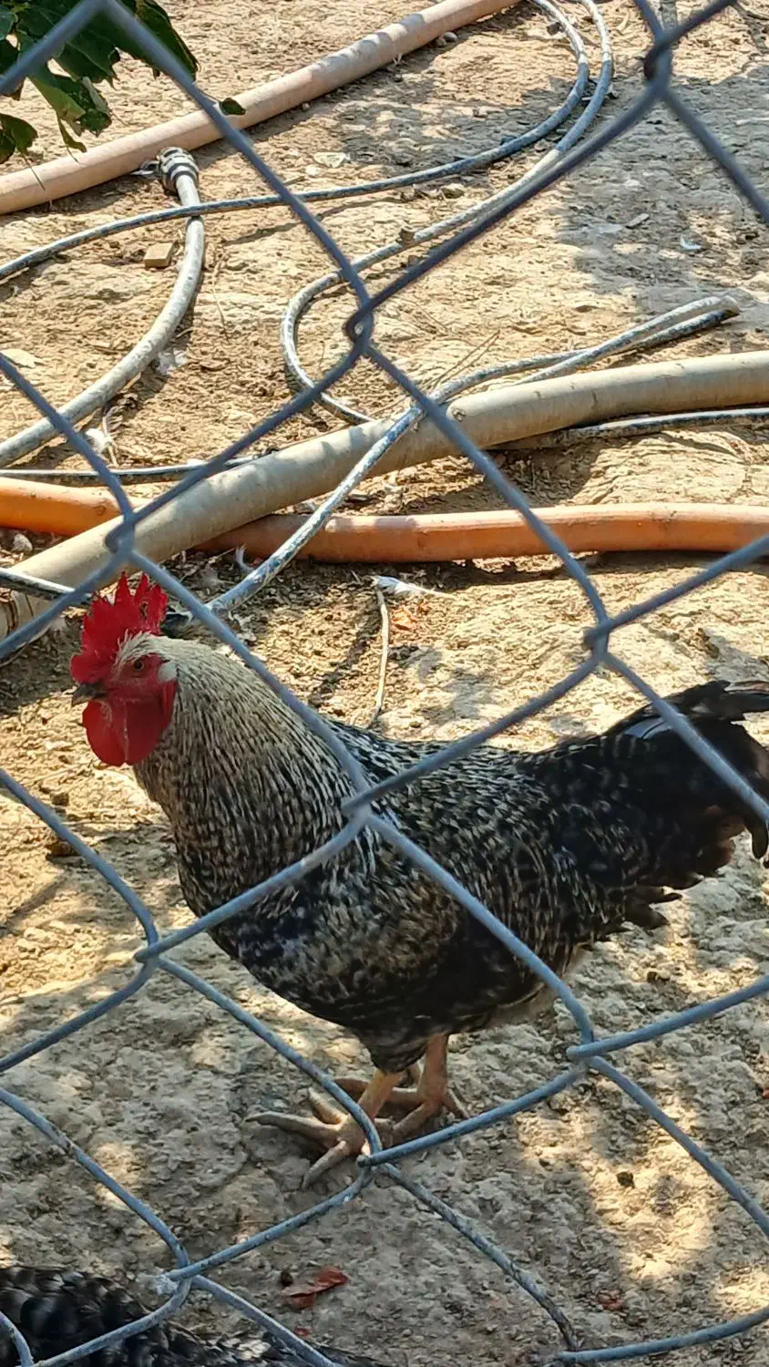 خروس دو رگ محلی|حیوانات مزرعه|بهشهر, |دیوار