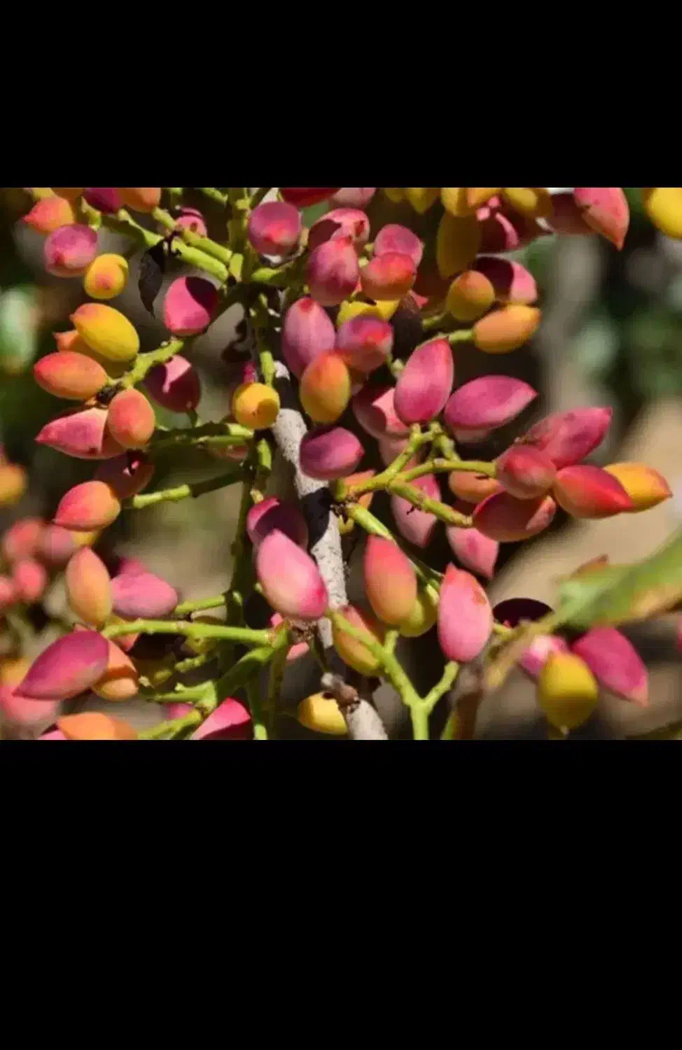 نهال پسته|خدمات باغبانی و درختکاری|نی‌ریز, |دیوار