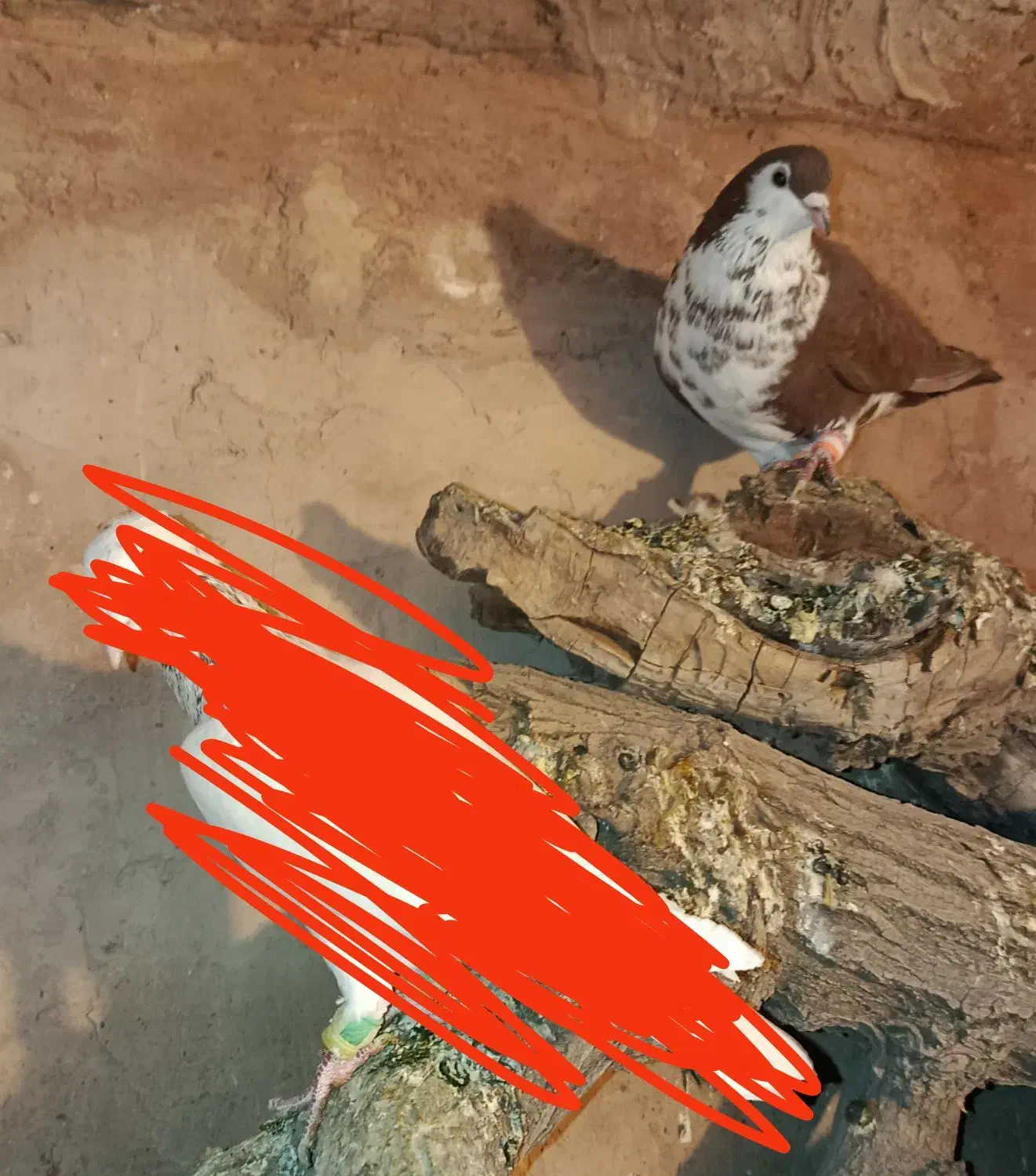 چندتاکفترپریشی|پرنده|نیشابور, فضل|دیوار