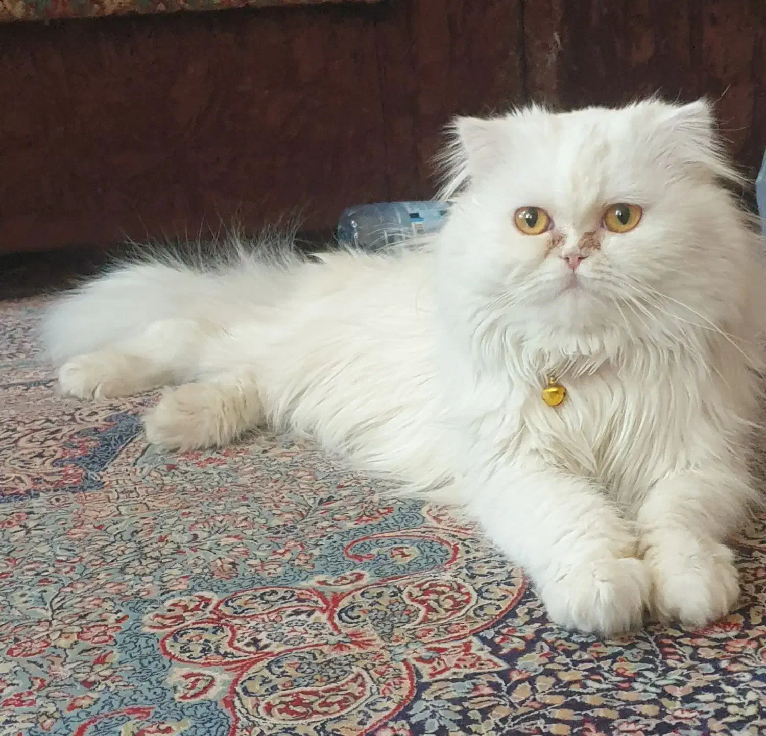 گربه پرشین نر فلت|گربه|سیرجان, |دیوار