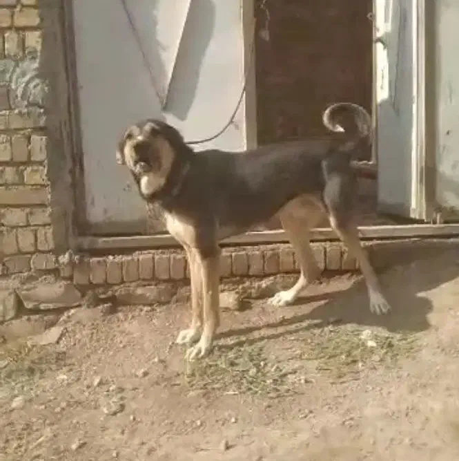 سگ پژدر|سگ|کرمانشاه, |دیوار