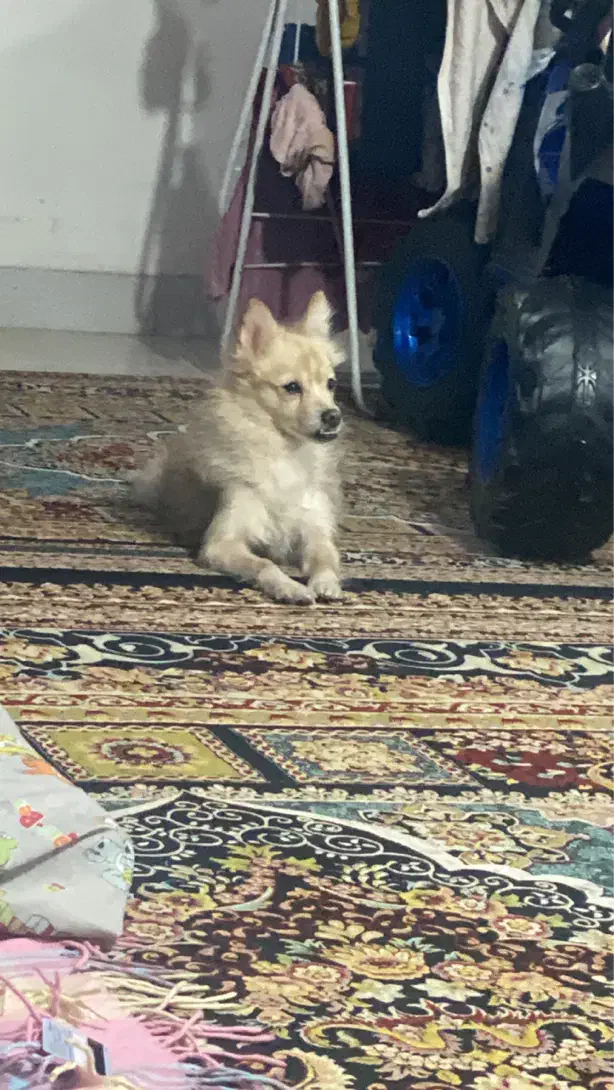 سگ پامر پاکوتاه|سگ|کرج, شاهینویلا|دیوار