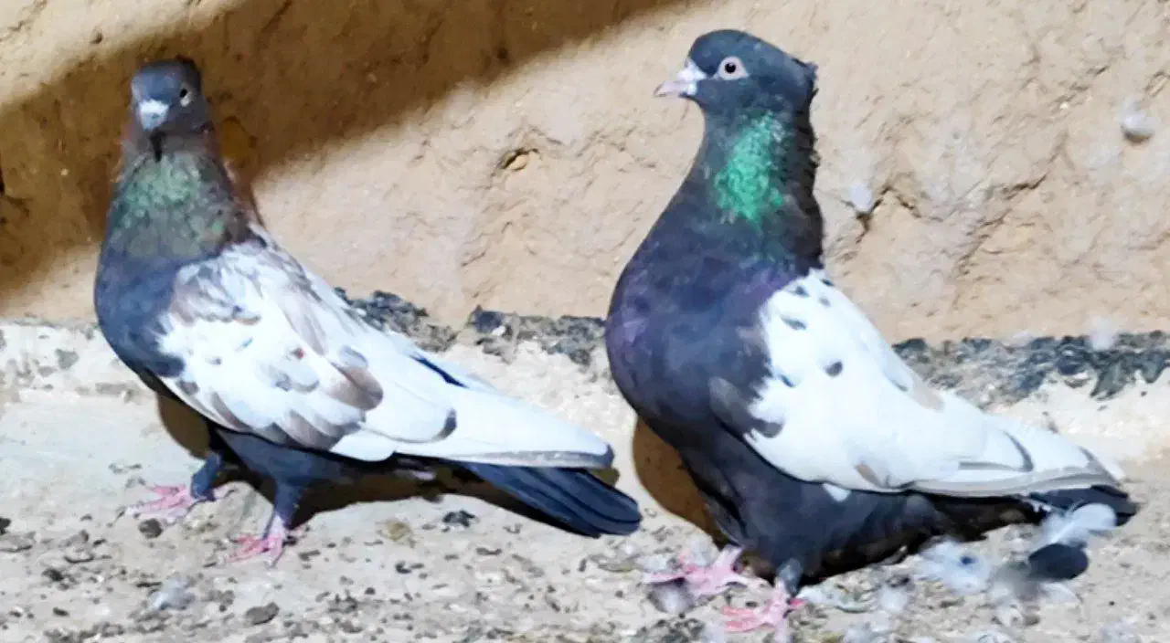 دو جفت نر و ماده کله زرد و سینه دم سیاه جفتی ۸۰۰|پرنده|اردکان, |دیوار