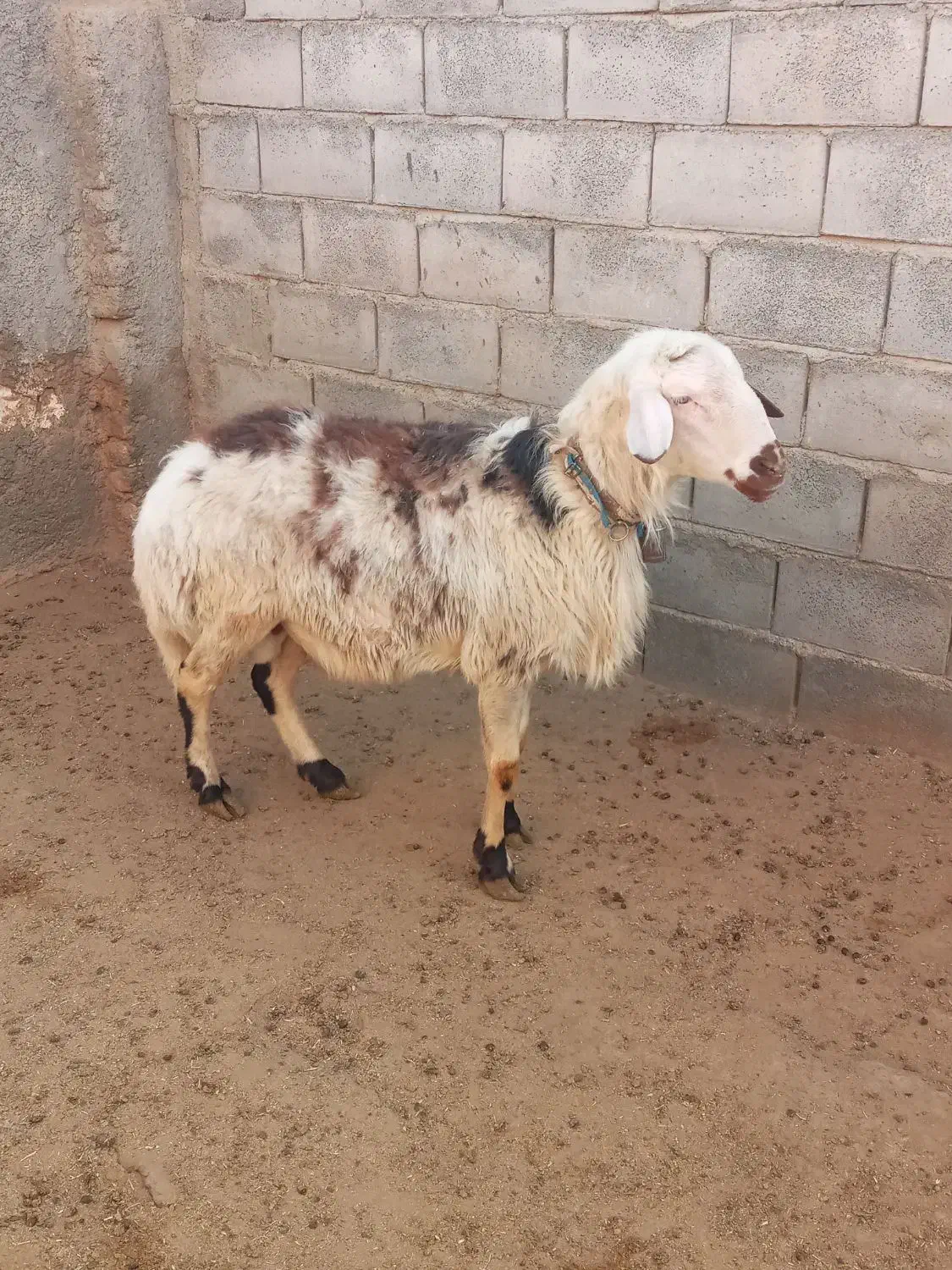 قوچ پلنگی زانوزن|حیوانات مزرعه|گلپایگان, |دیوار