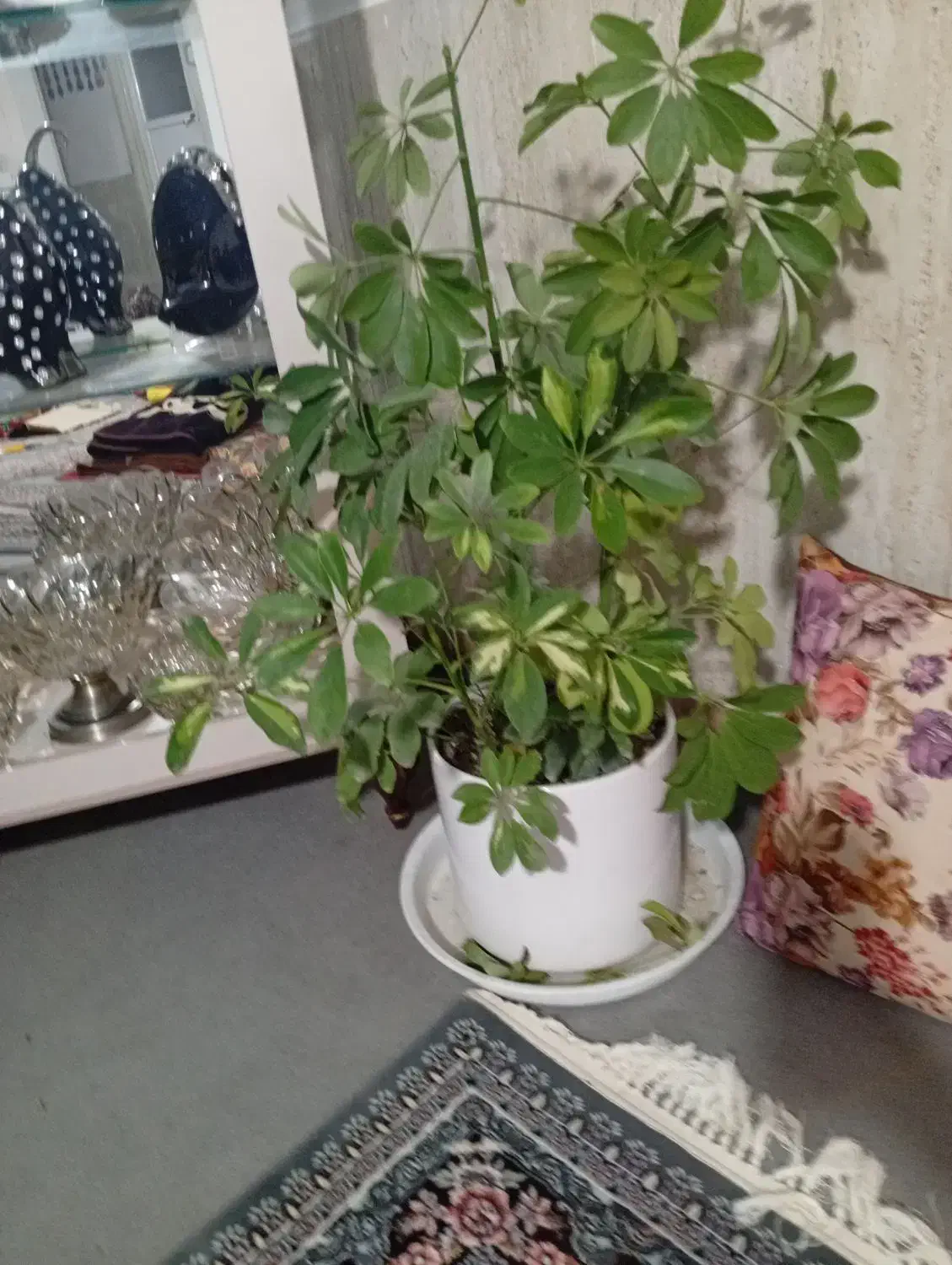 گل شفلر|گل و گیاه طبیعی|سبزوار, شرق کال شمالی|دیوار