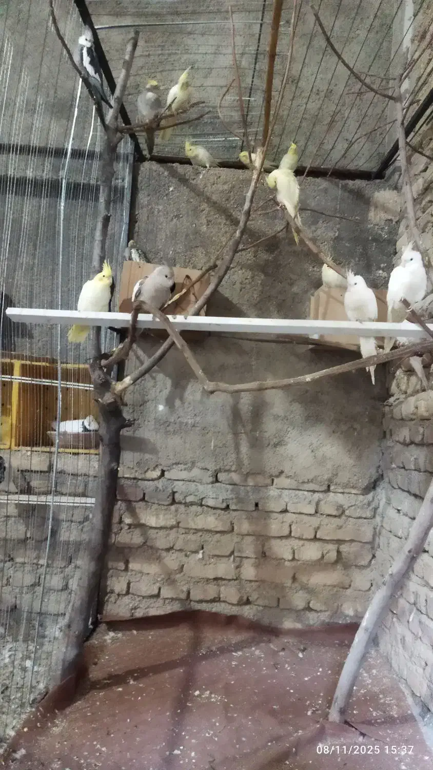 عروس هلندی|پرنده|کلاله, |دیوار