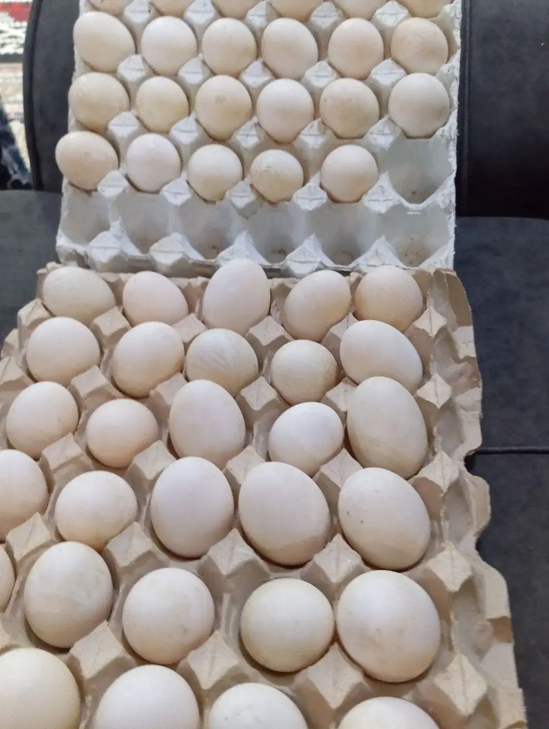 تخم اردک پکنی نطفه دار|حیوانات مزرعه|اسالم, |دیوار