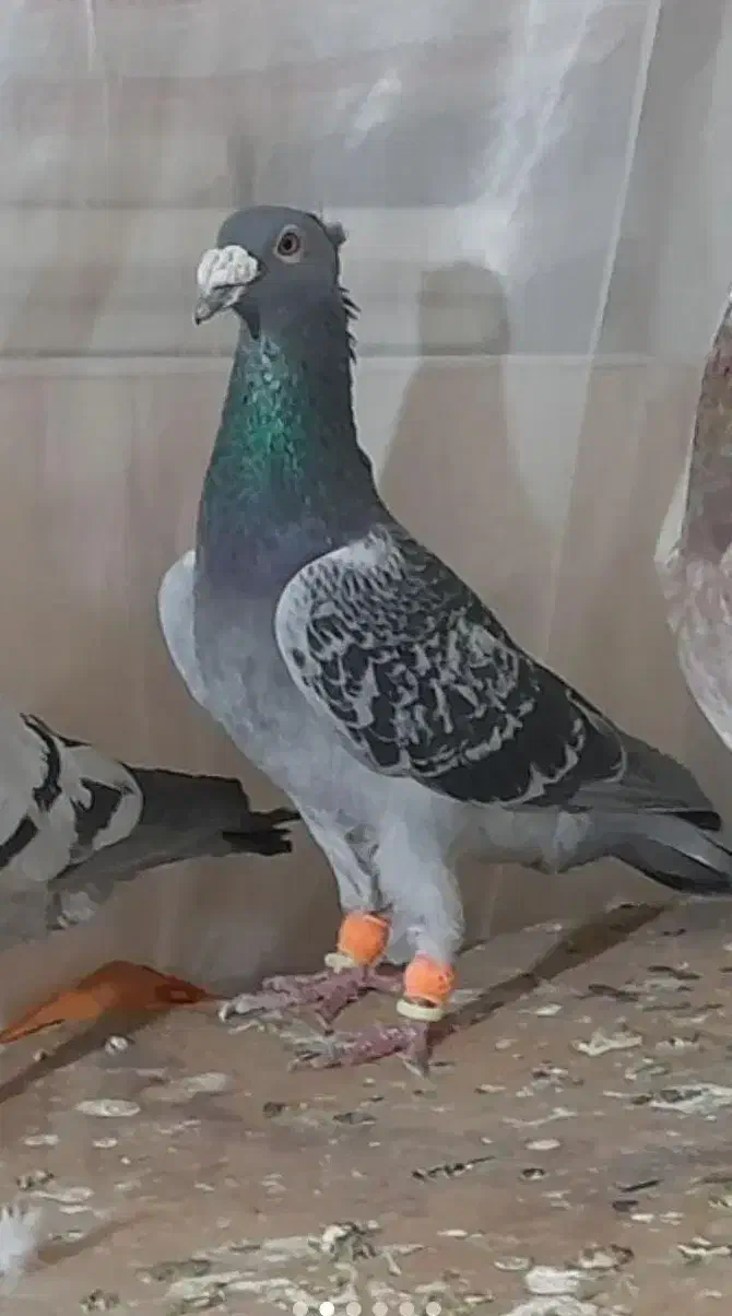 کفتر|پرنده|زاوه, |دیوار