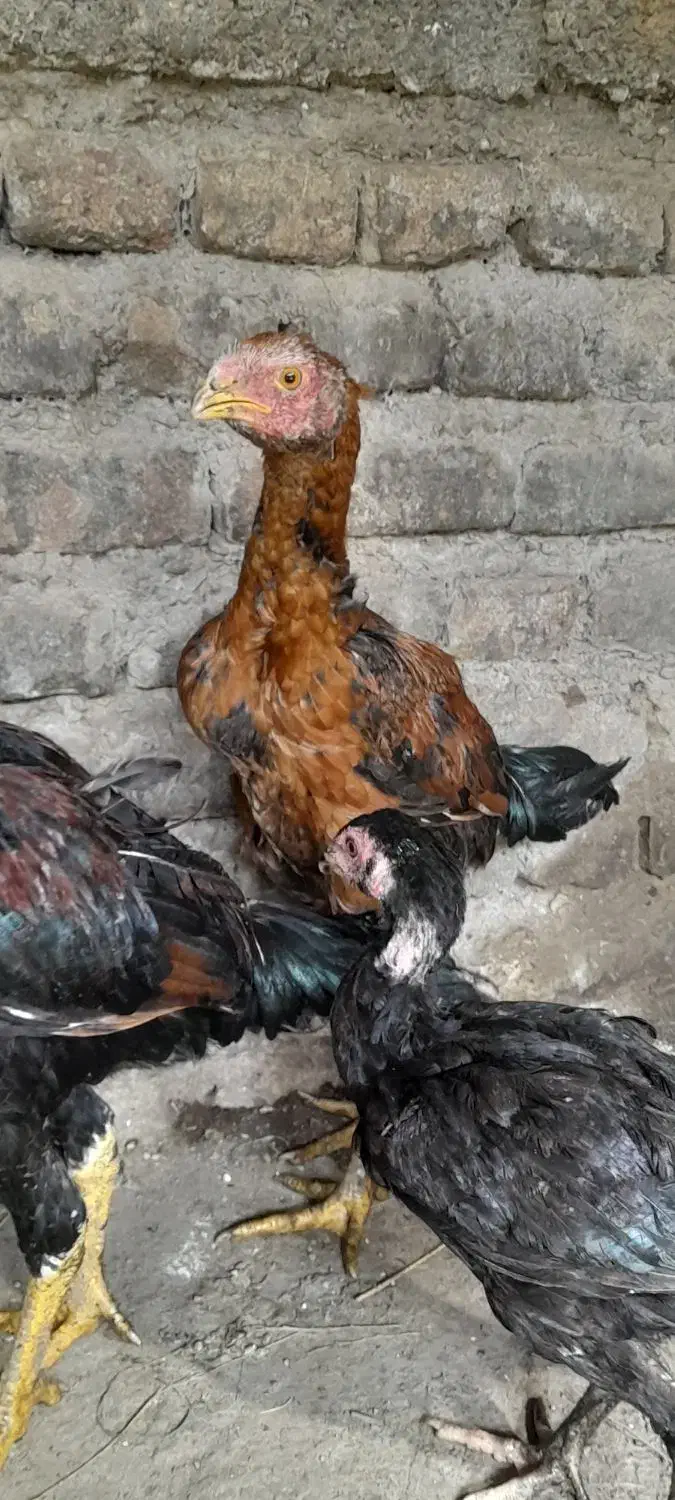 مرغ وخروس|حیوانات مزرعه|تاتار علیا, |دیوار