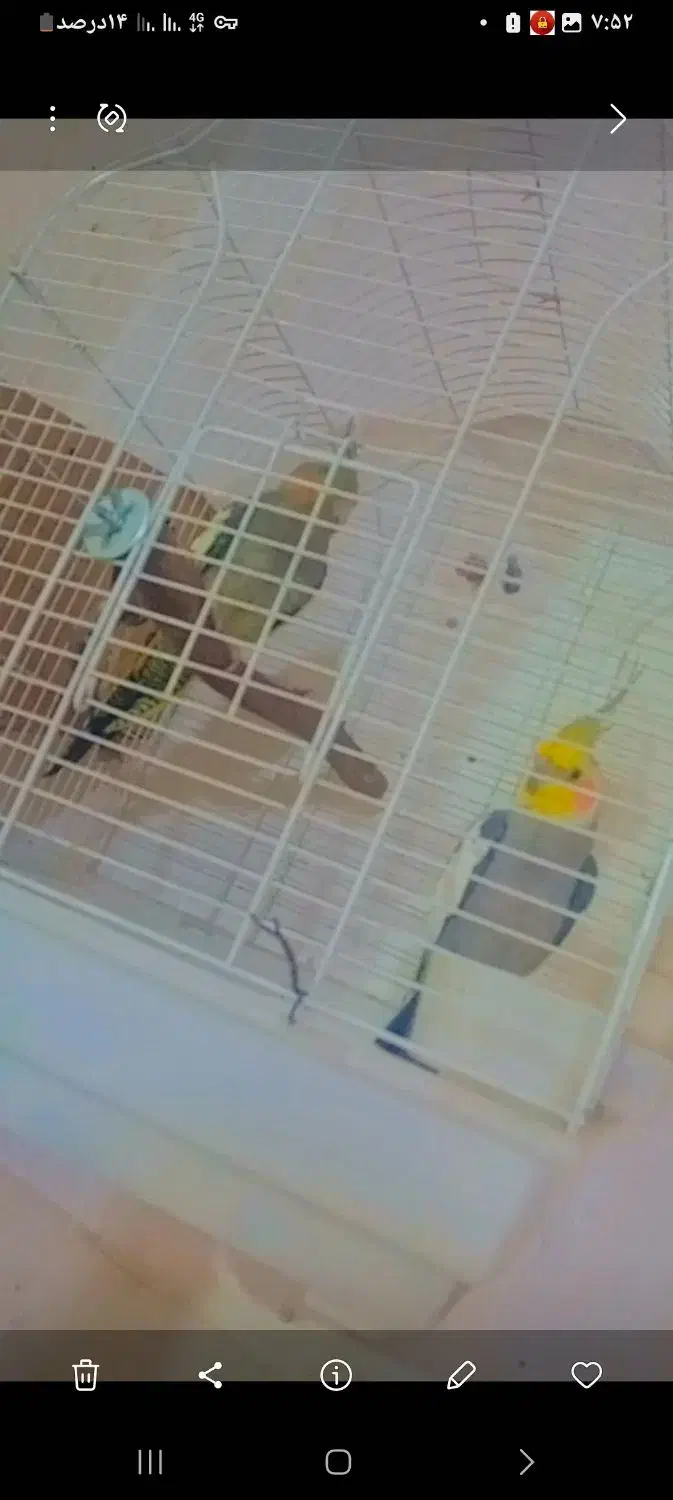 عروس هلندی|پرنده|رامشیر, |دیوار