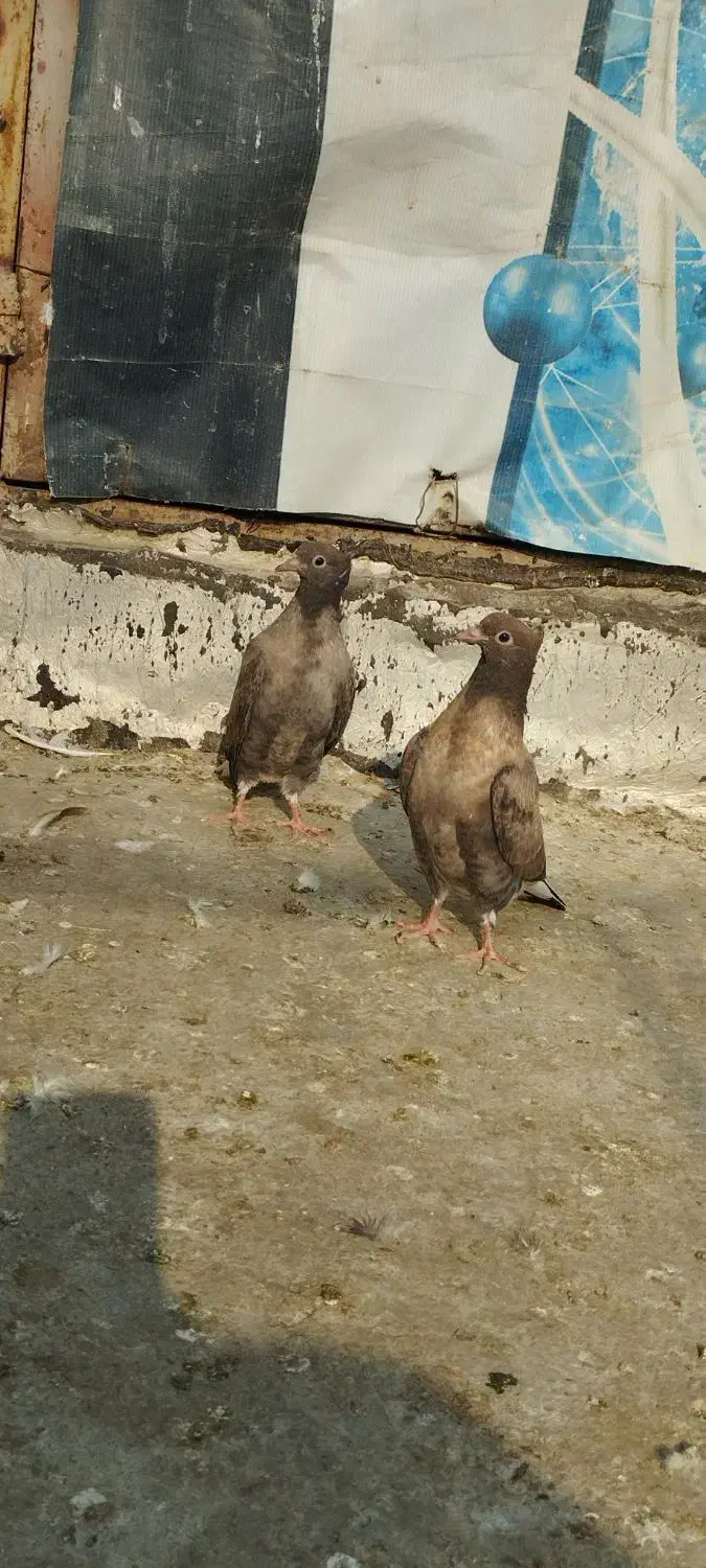 جوجه کبوتر|پرنده|گنبد کاووس, |دیوار