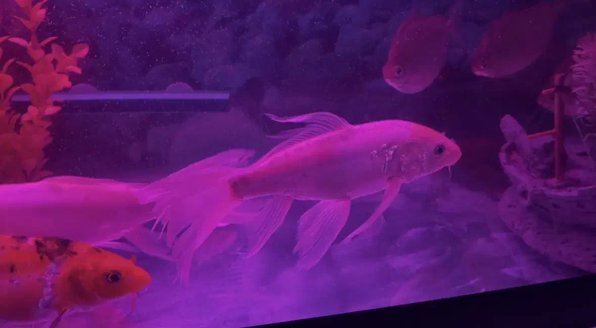 ماهی کوی سوپرباله وارداتی خاص|ماهی|بجنورد, |دیوار