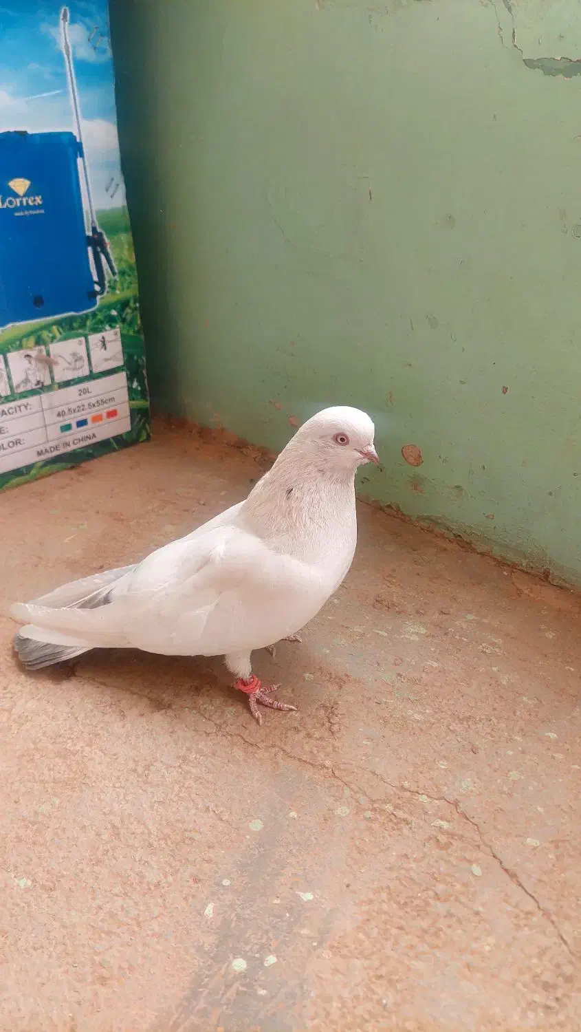 کبوتر|پرنده|بروجن, |دیوار