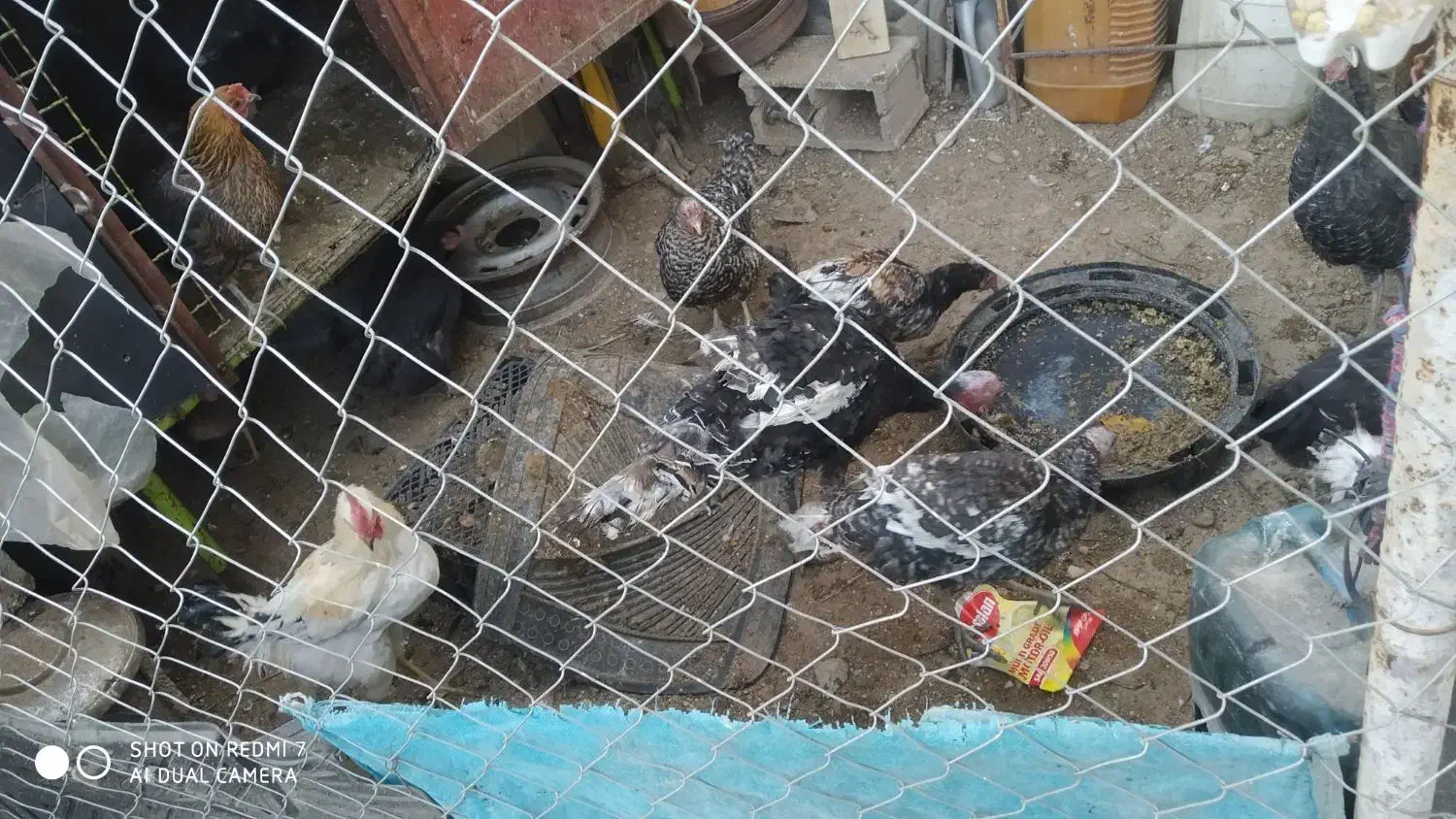 بوقلمون خروس محلی|حیوانات مزرعه|ارژن, |دیوار