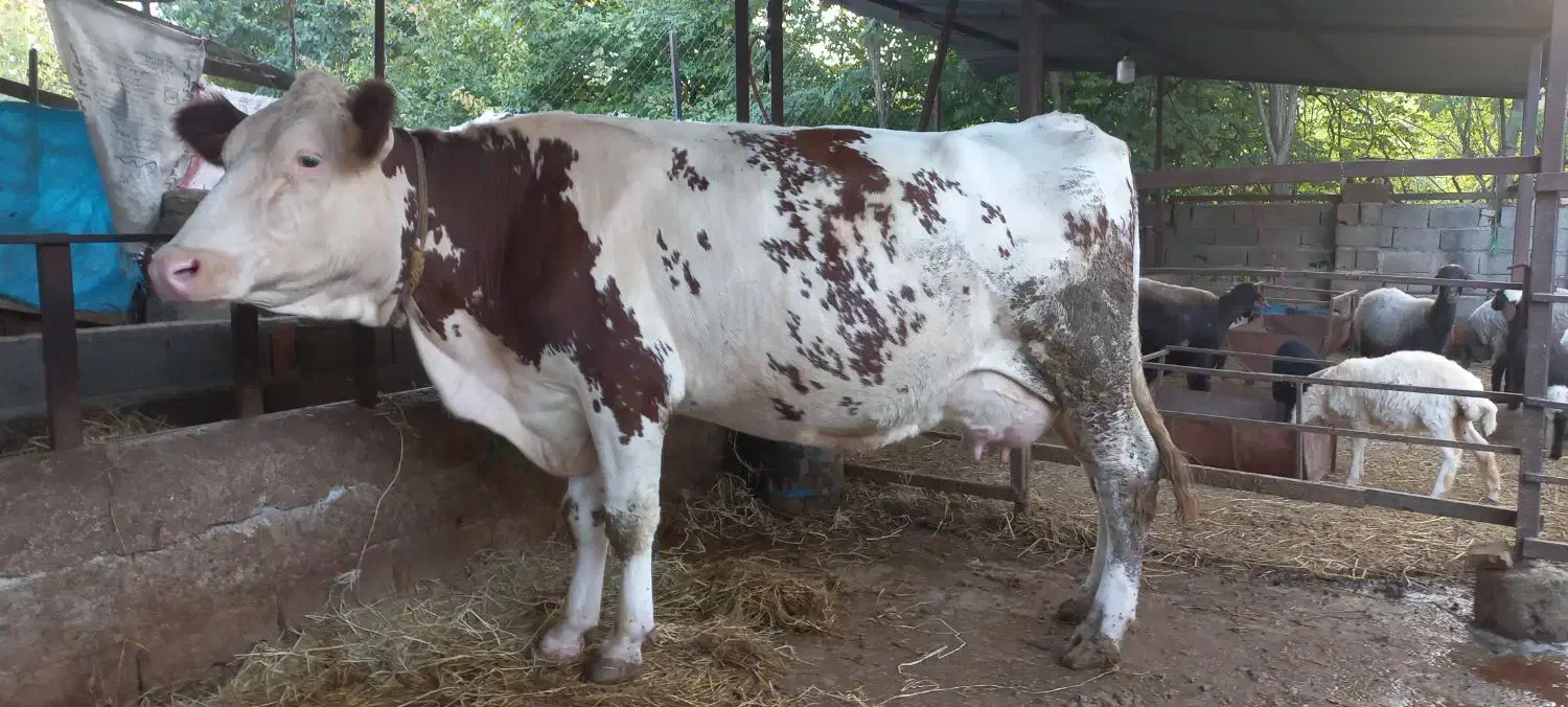 گاوسمینتال قرمز سوپر شیر|حیوانات مزرعه|ساری, |دیوار