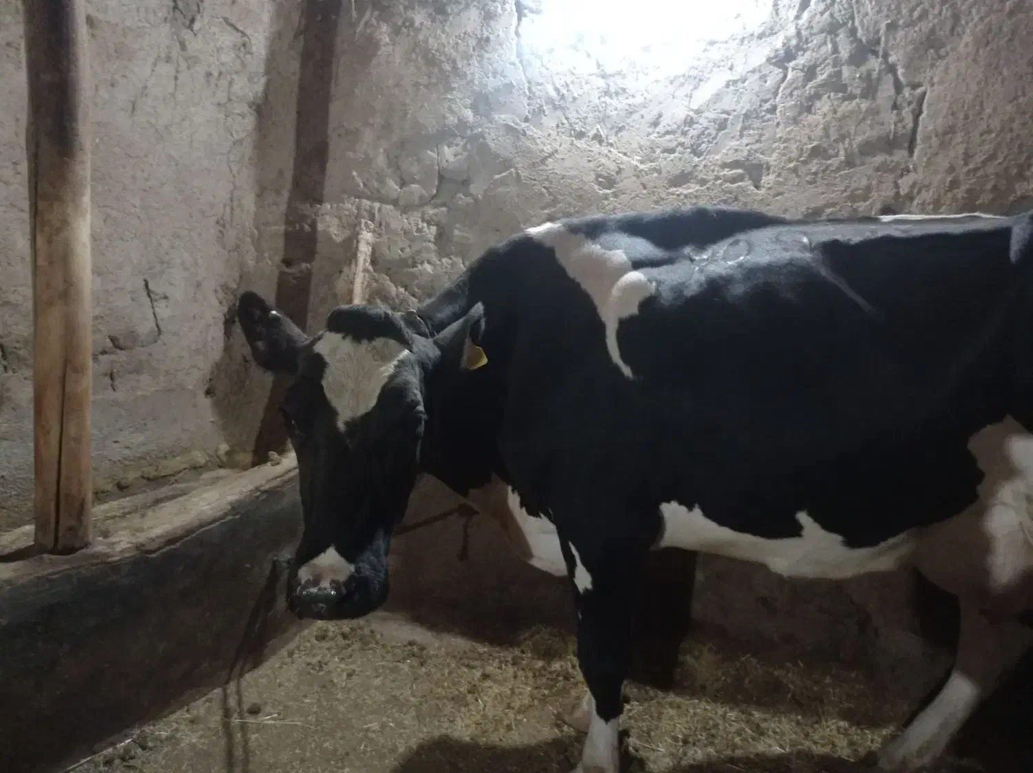 گاو‌شیری|حیوانات مزرعه|هشترود, |دیوار