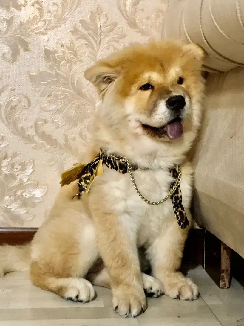 وارداتی سه ماهه با شناسنامه و پاسوورت18t|سگ|کرج, فاز ۱ مهرشهر|دیوار