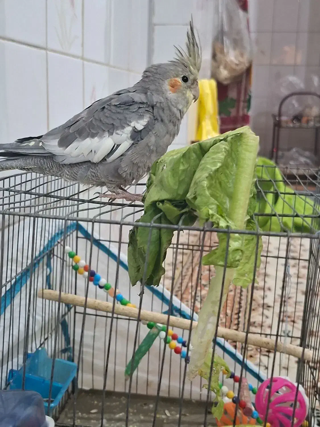 عروس هلندی|پرنده|شوشتر, |دیوار