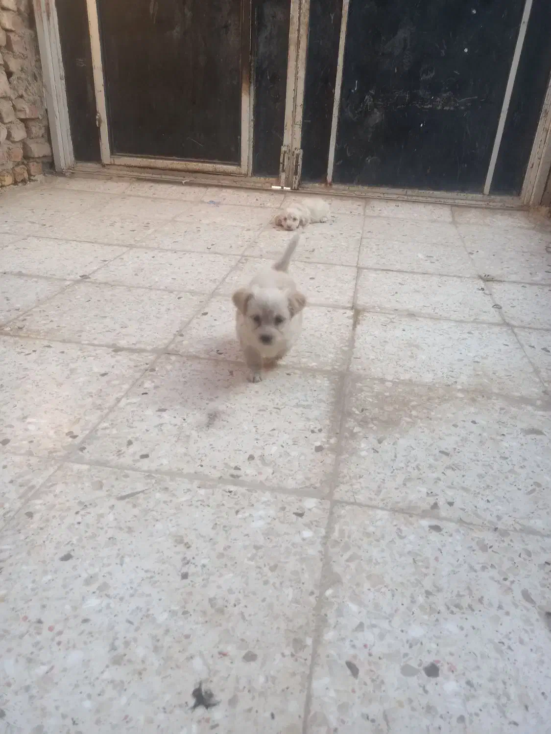 یک طوله سگ پامرروباهی سایز سفر خیلی بازیگوش|سگ|زابل, |دیوار