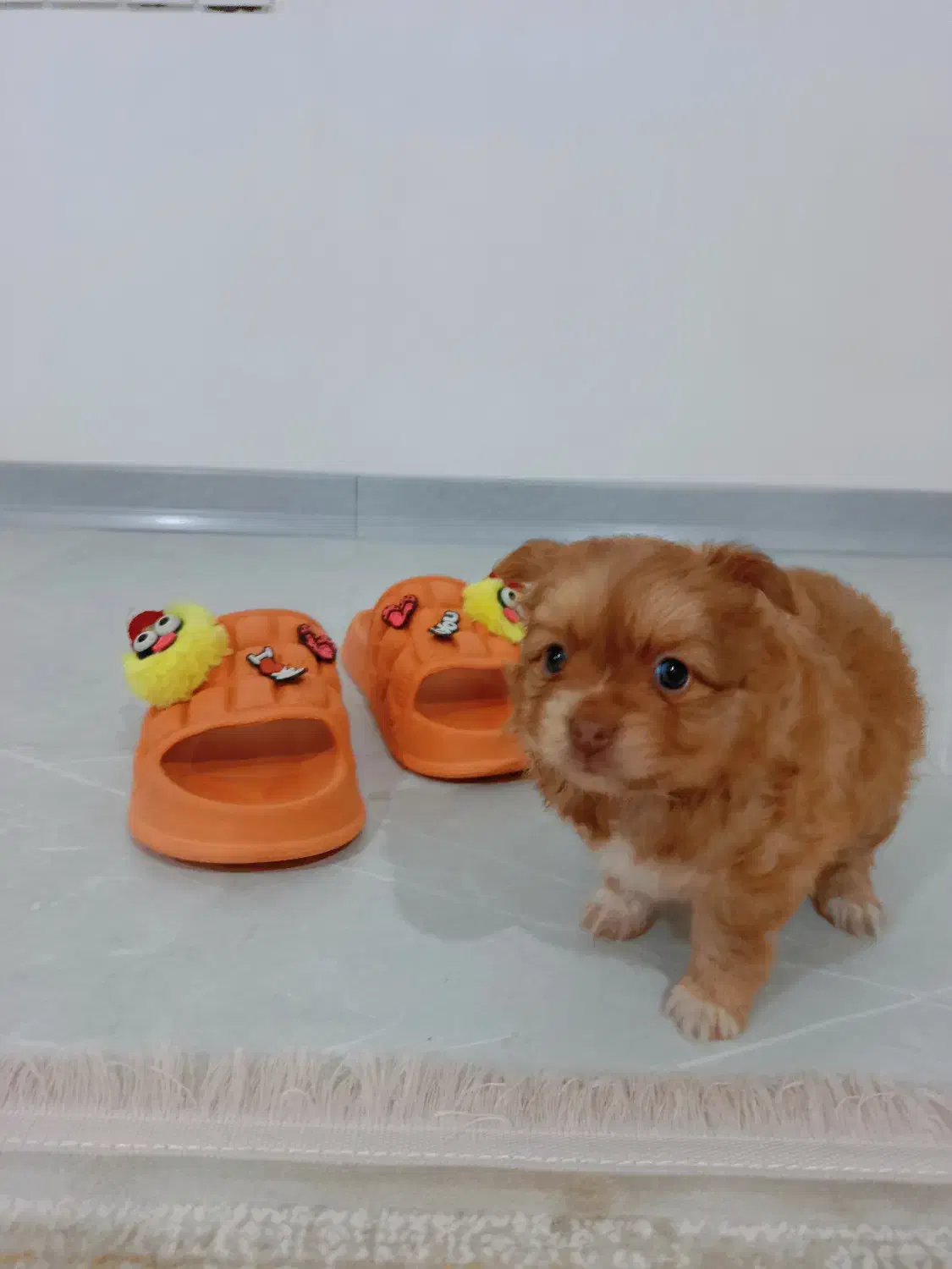 پامر خرسی اصیل|سگ|گنبد کاووس, |دیوار