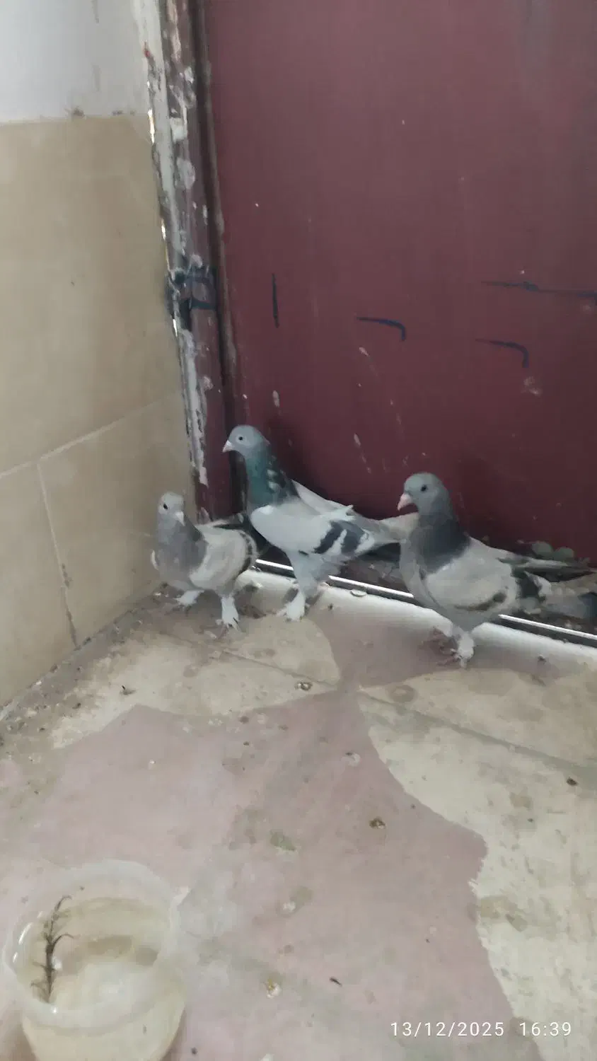 کفتر سبز سوسنی بازیکن|پرنده|شیراز, کوشک میدان|دیوار