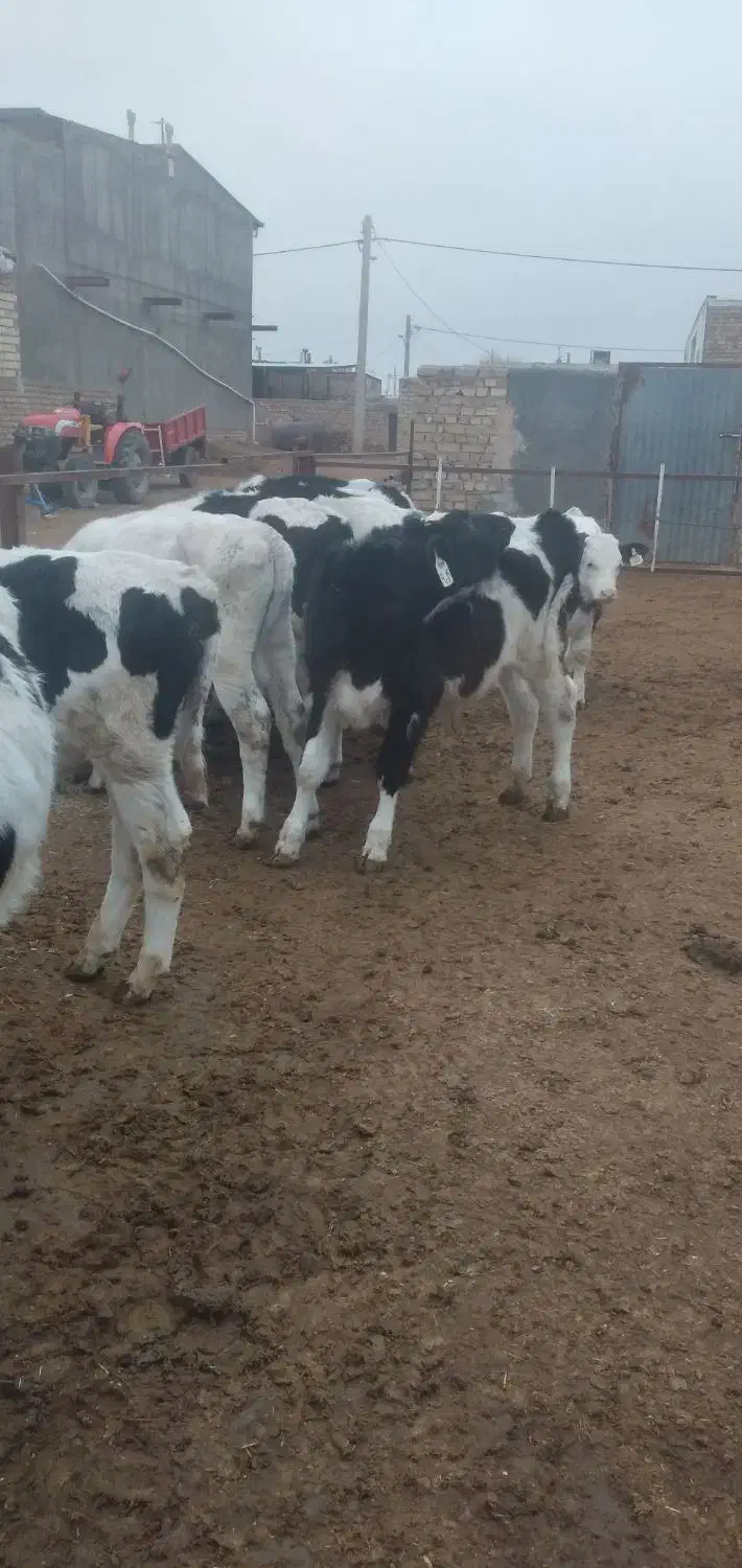 گوساله هلشتاین|حیوانات مزرعه|بوئین زهرا, |دیوار