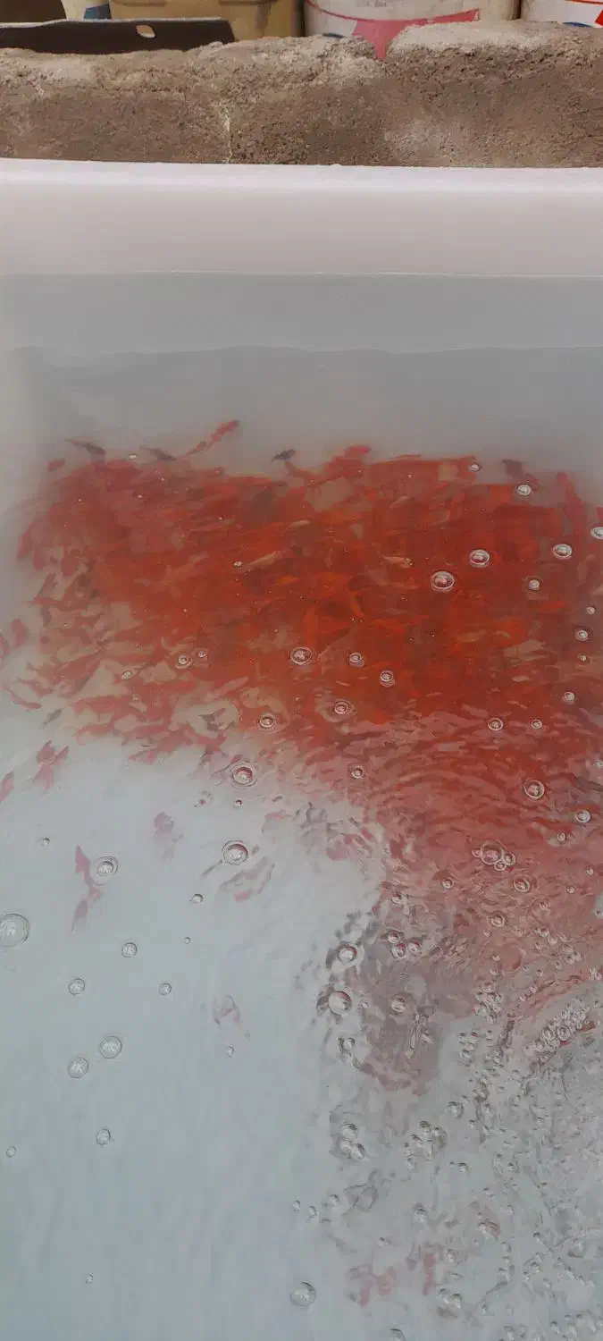 پخش عمده ماهی عمده|ماهی|قم, هنرستان|دیوار