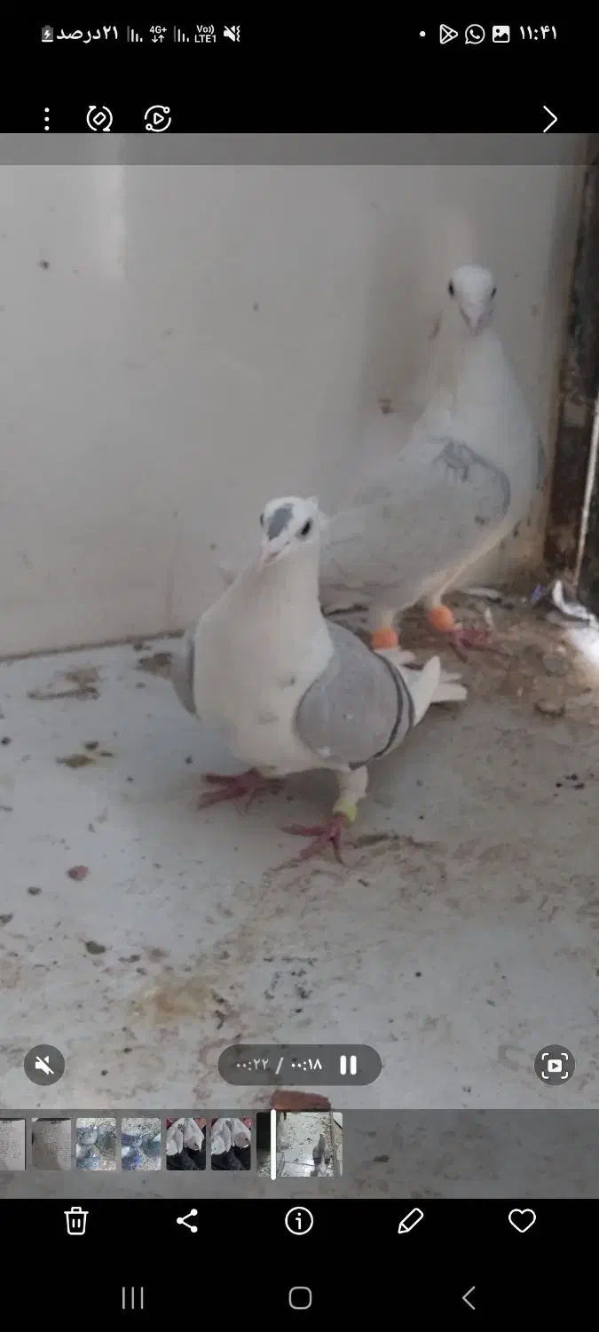 فروشی کبوتر پشتی آلمانی|پرنده|خرم بید, |دیوار