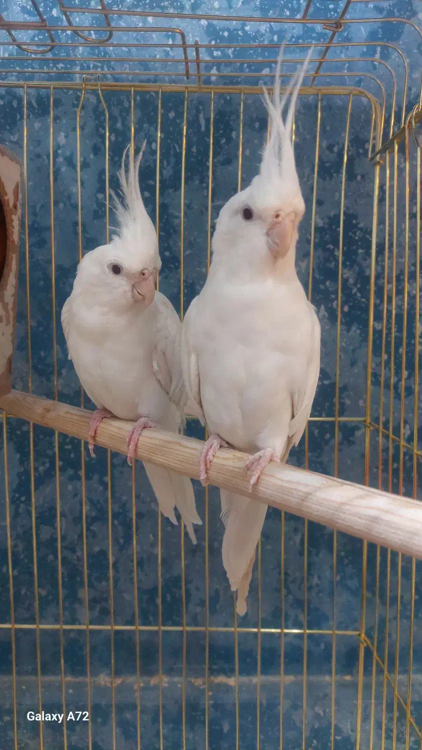 گرینچیک آرا راهب عروس هلندی طوطی|پرنده|گلبهار, شهر جدید گلبهار|دیوار