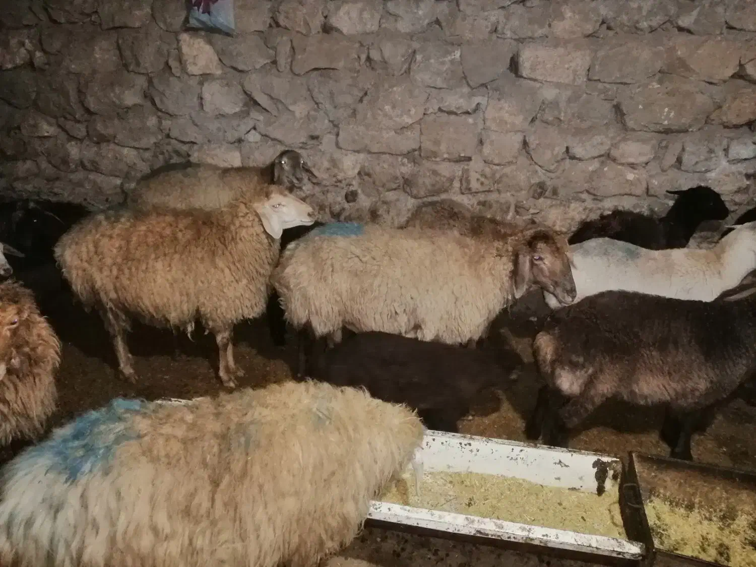 گوسفند|حیوانات مزرعه|گرمخان, |دیوار