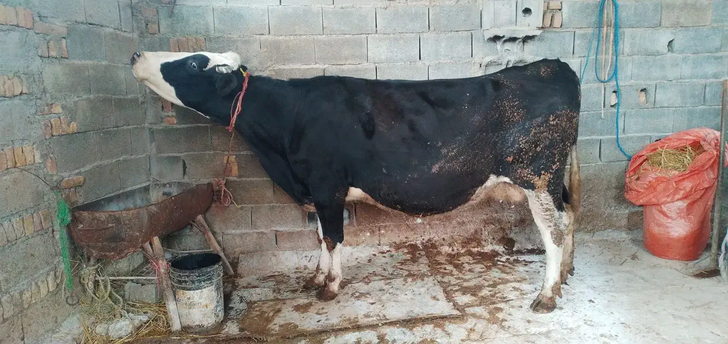 گاو|حیوانات مزرعه|آق قلا, |دیوار