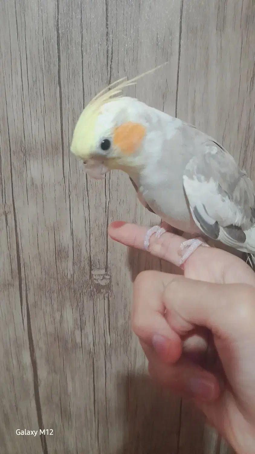 عروس هلندی ابلق|پرنده|بومهن, |دیوار