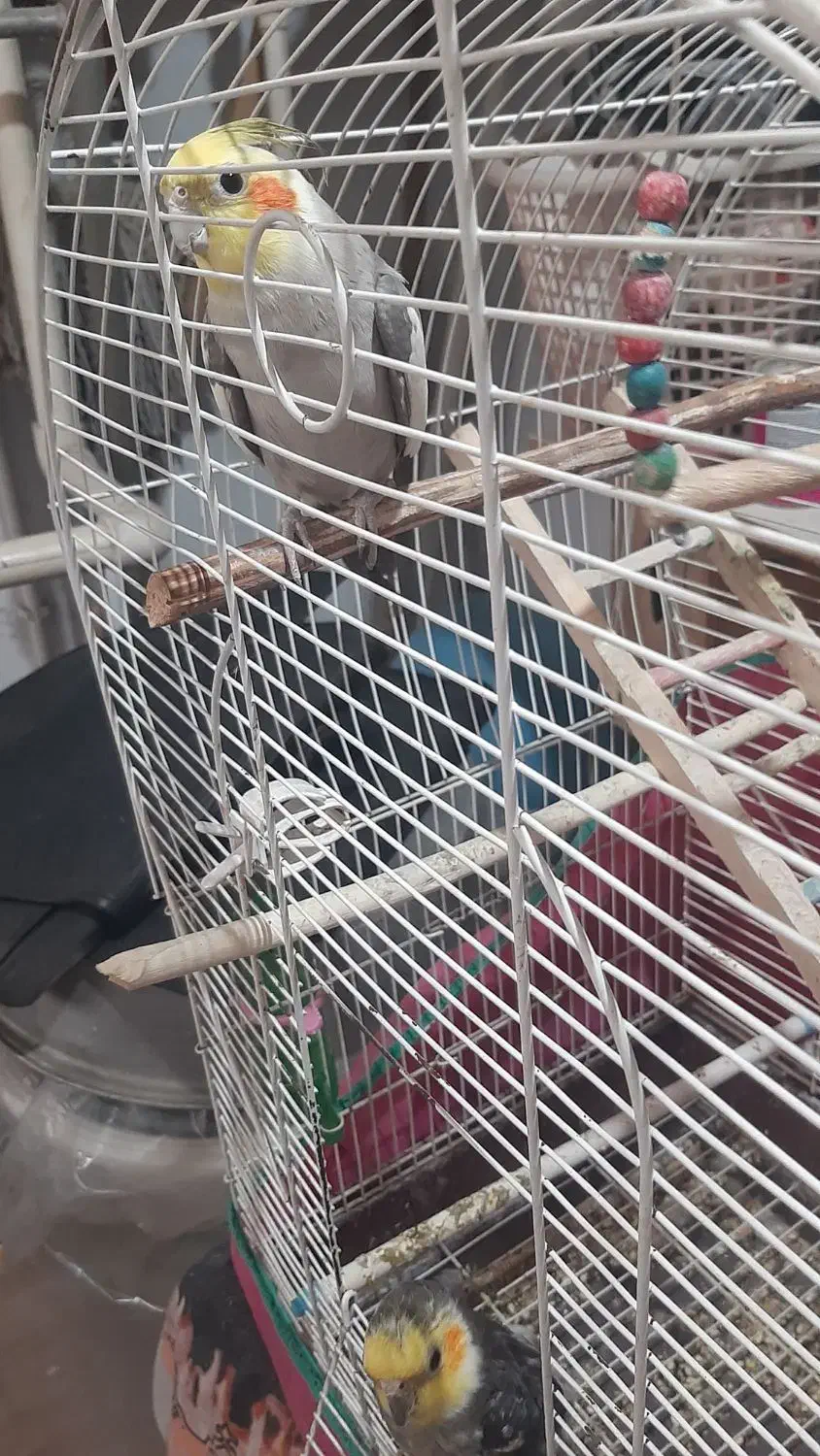 طوطی عروس|پرنده|رشت, اسماعیل آباد|دیوار