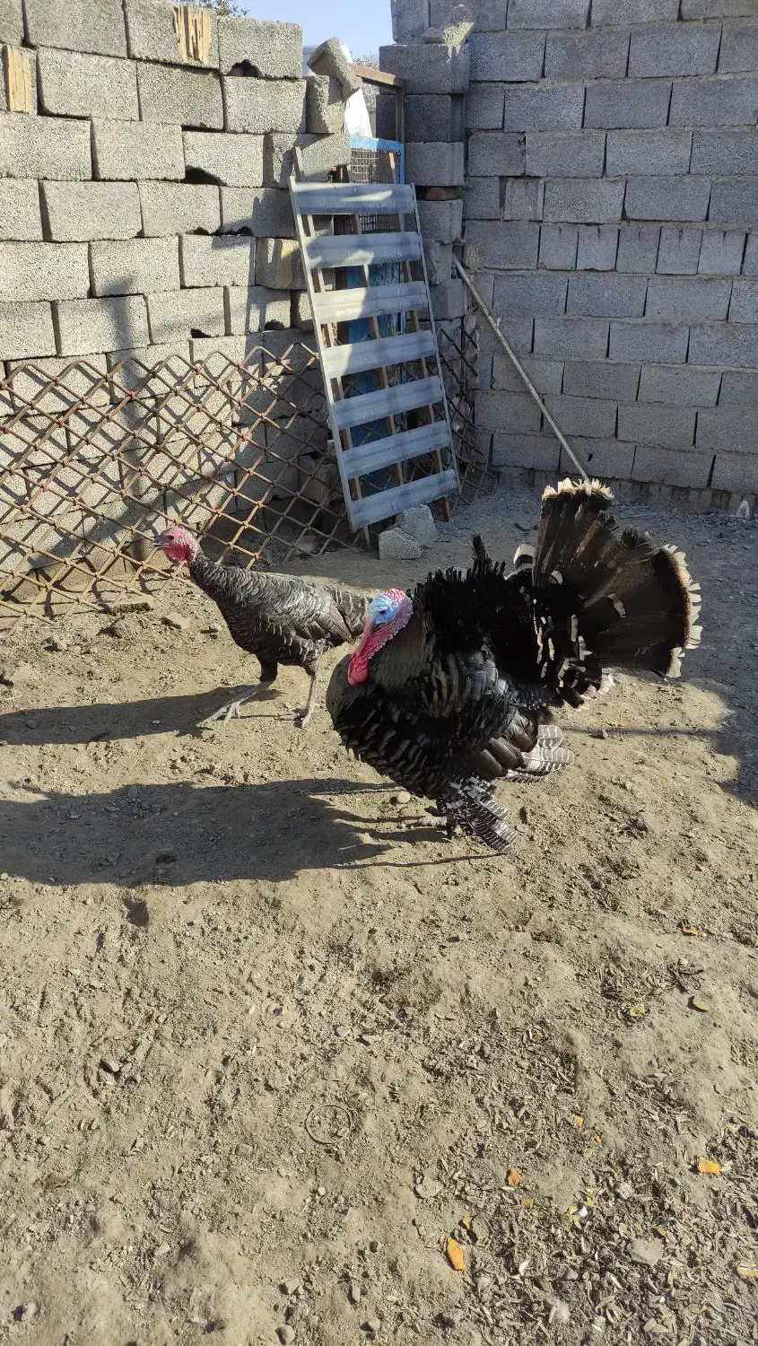 بوقلمون نروماده|حیوانات مزرعه|بناب, |دیوار