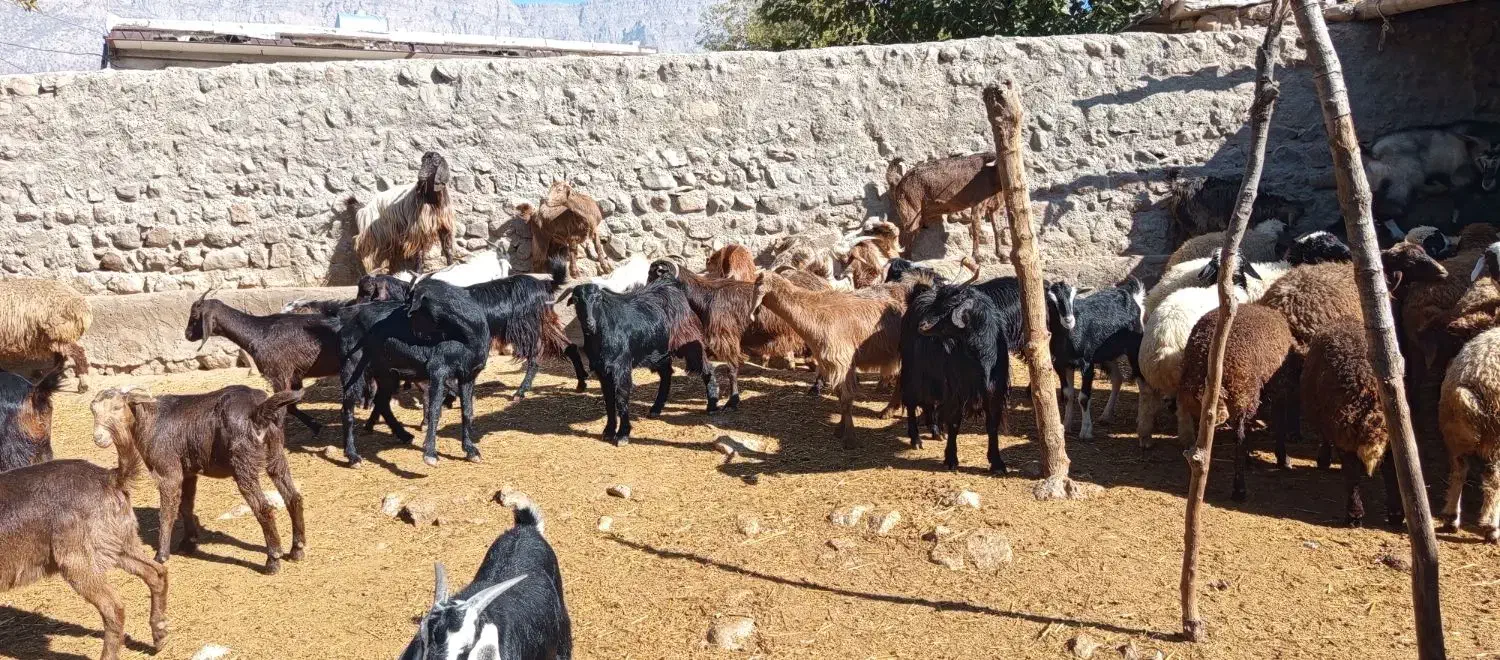 بز صحرایی|حیوانات مزرعه|چگنی, |دیوار