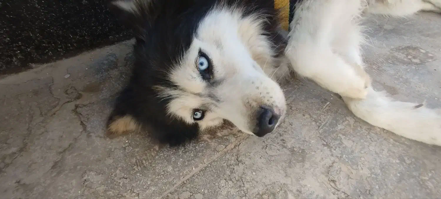 هاسکی اصیل|سگ|مشهد, طبرسی شمالی|دیوار