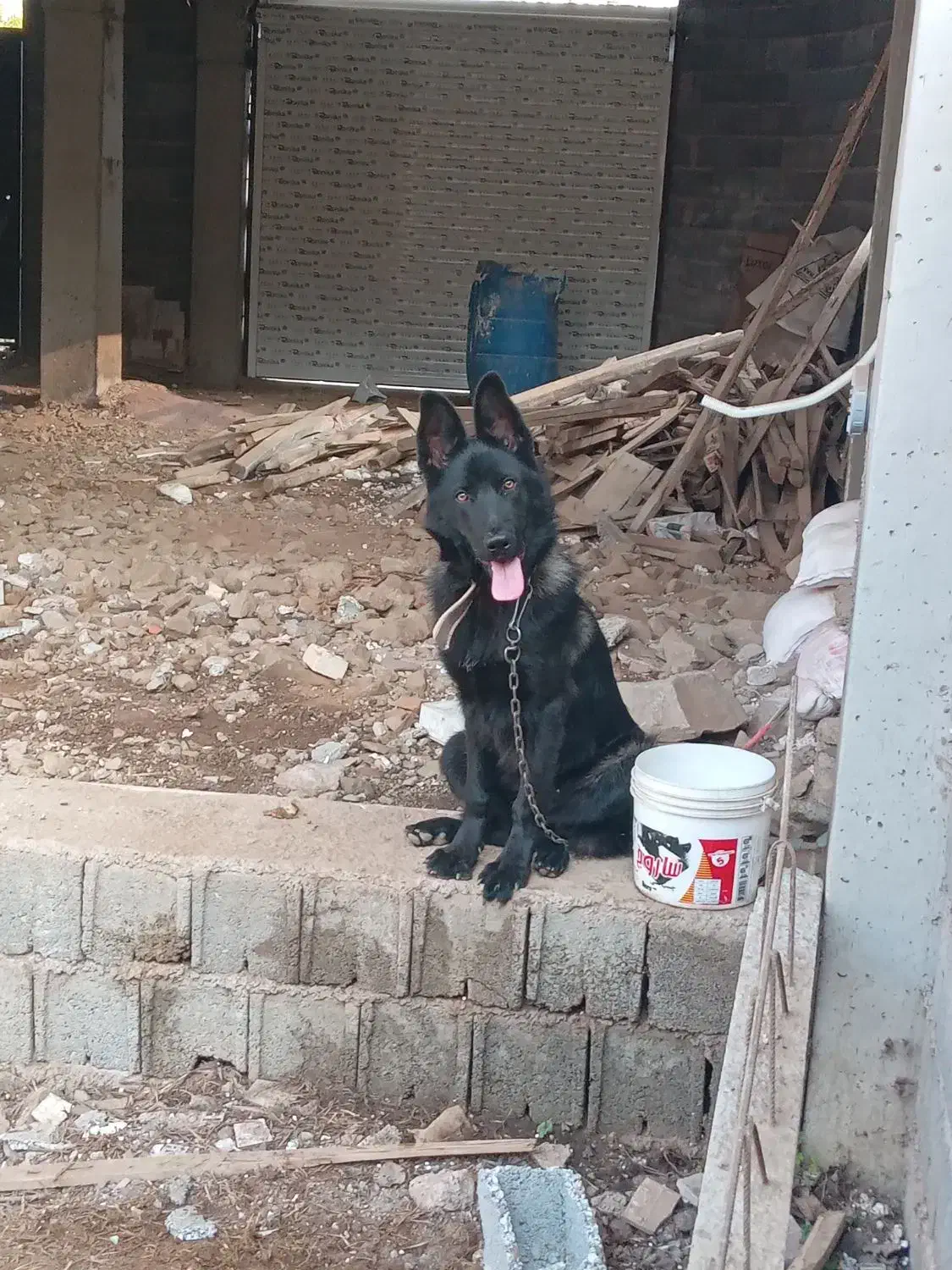 سگ ژرمن ورک مخصوص نگهبانی و اموزش|سگ|لنگرود, |دیوار