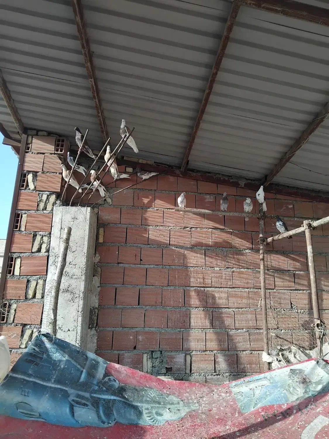 کبوتر|پرنده|ساری, |دیوار