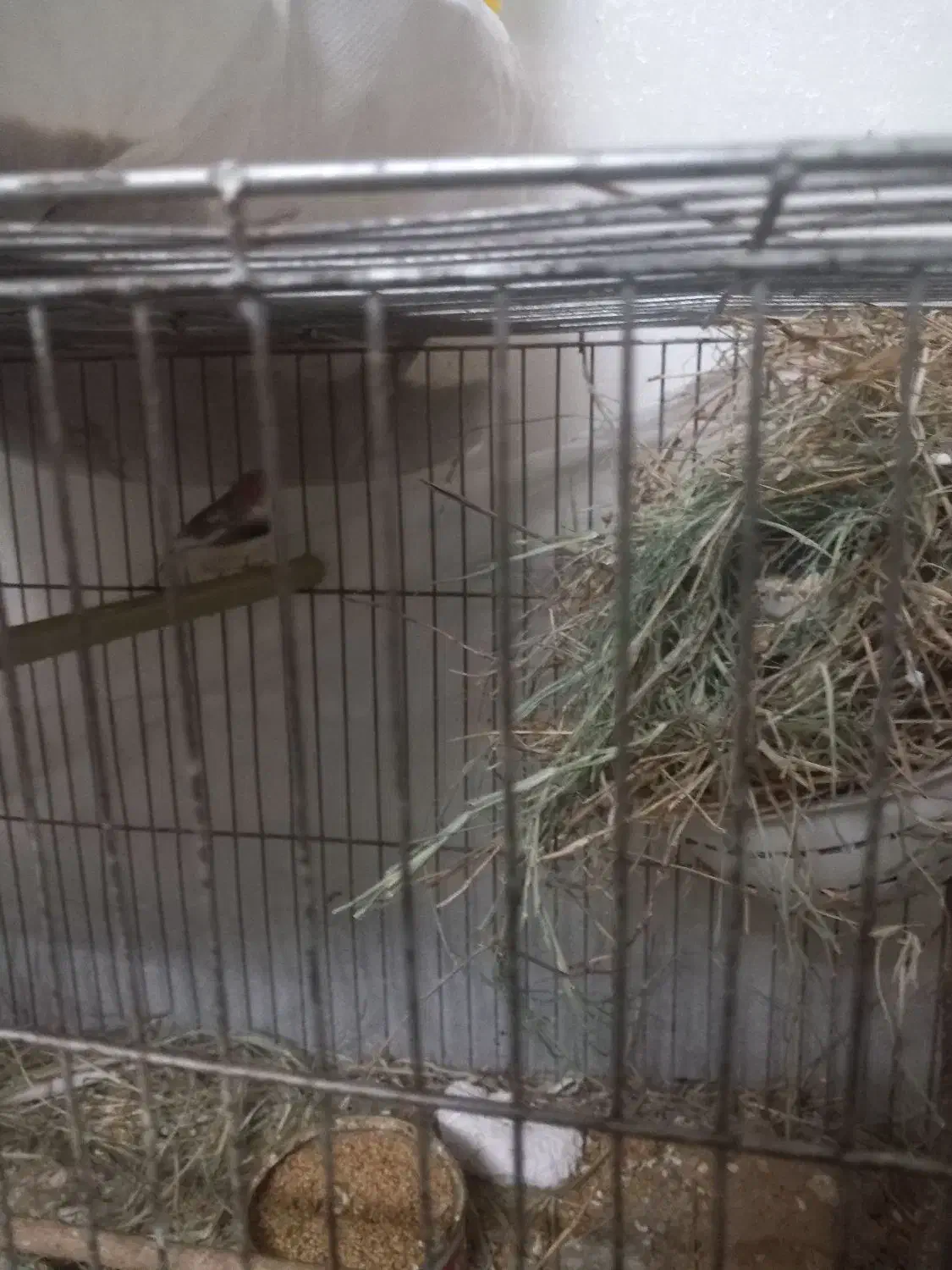 فنچ|پرنده|گرگان, |دیوار