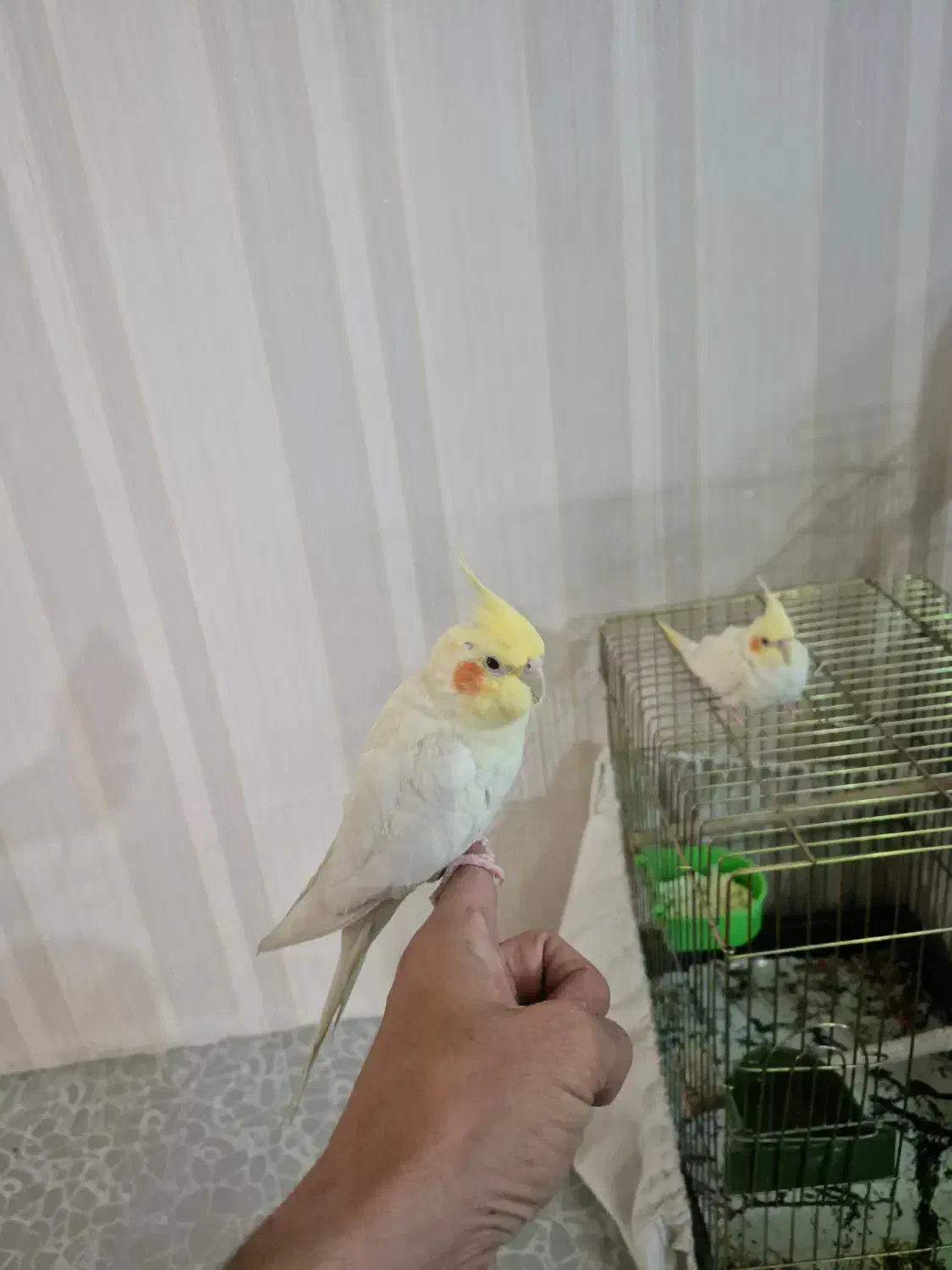 عروس هلندی لوتیتو مولد|پرنده|تهران, ابوذر|دیوار