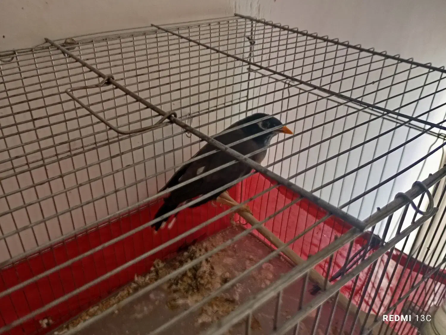 مرغ مینای کاملن رام|پرنده|سرپل ذهاب, |دیوار