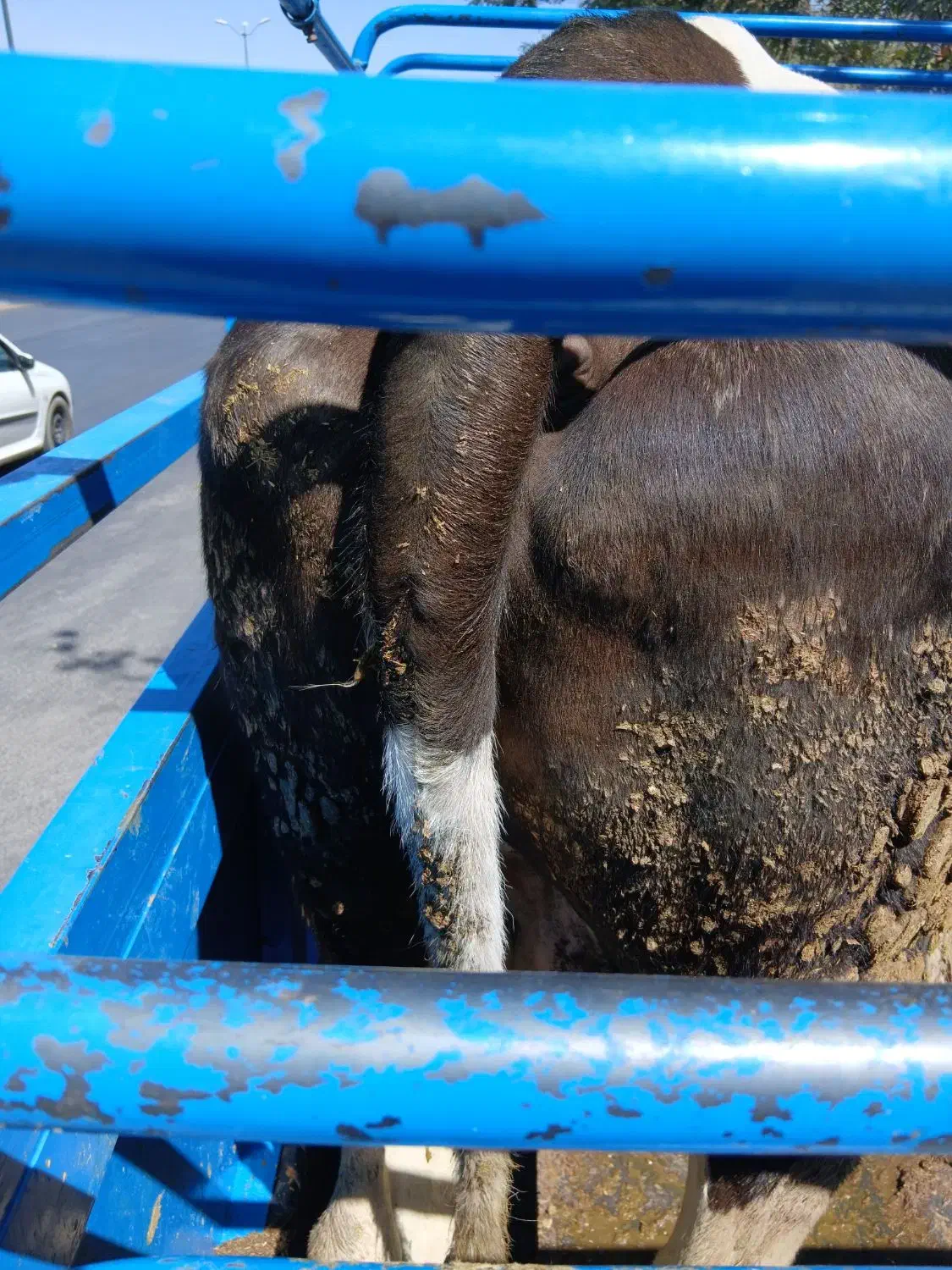 فروشخرید گاو گوساله تلیسه نوبر یک بار زا|حیوانات مزرعه|همدان, |دیوار