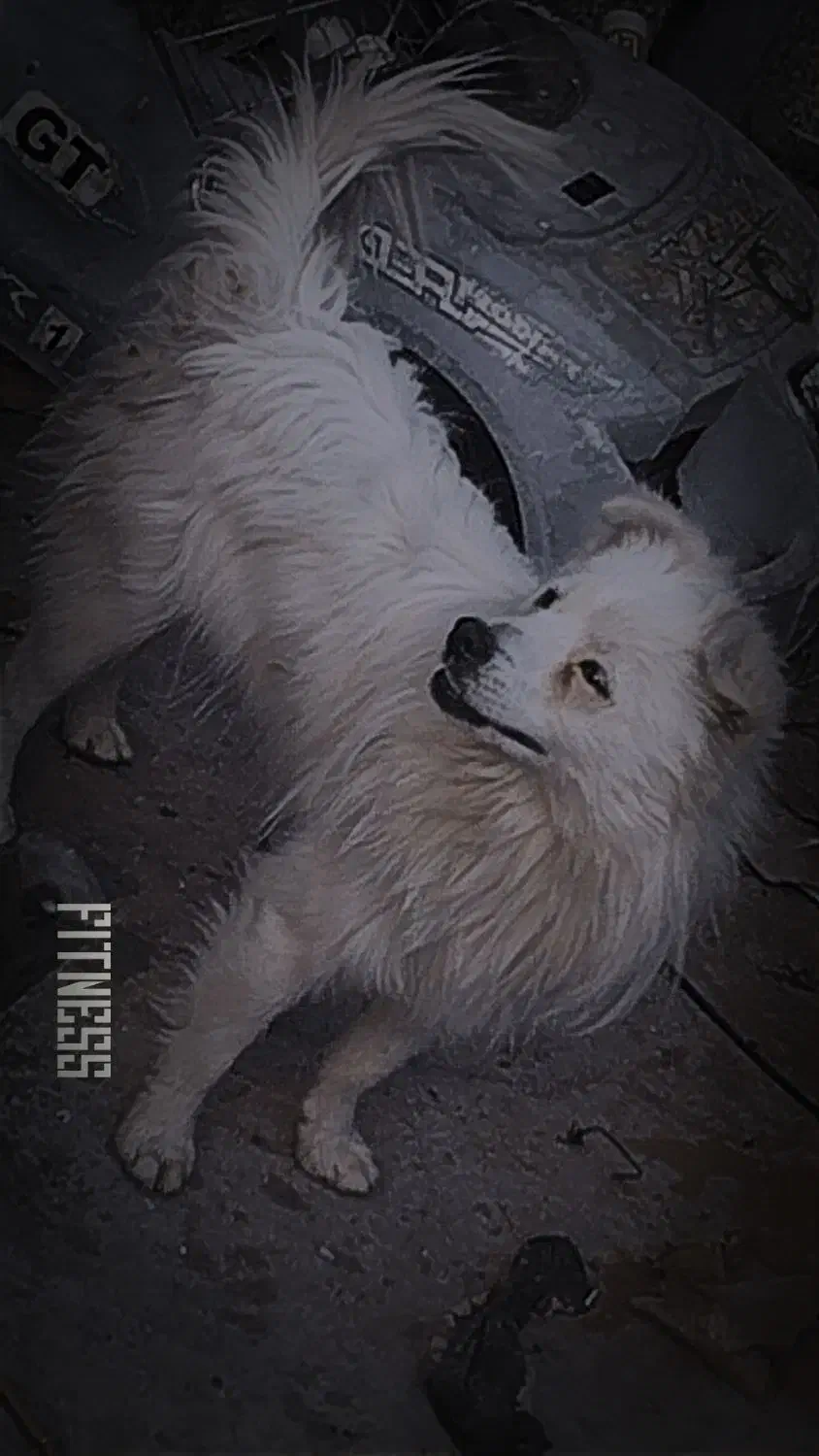 سگ.|سگ|زرند, |دیوار