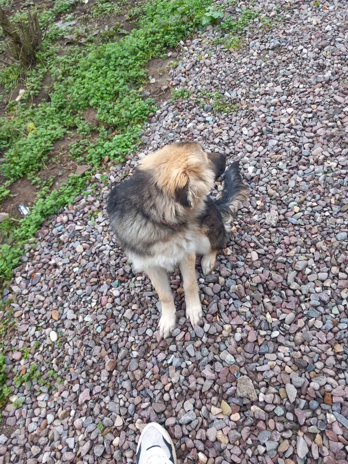 طوله ژرمن هاسکی|سگ|کوچصفهان, |دیوار